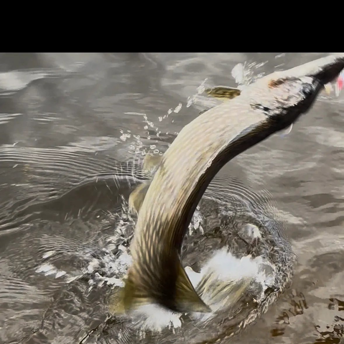 Northern pike caught on Fishbrain