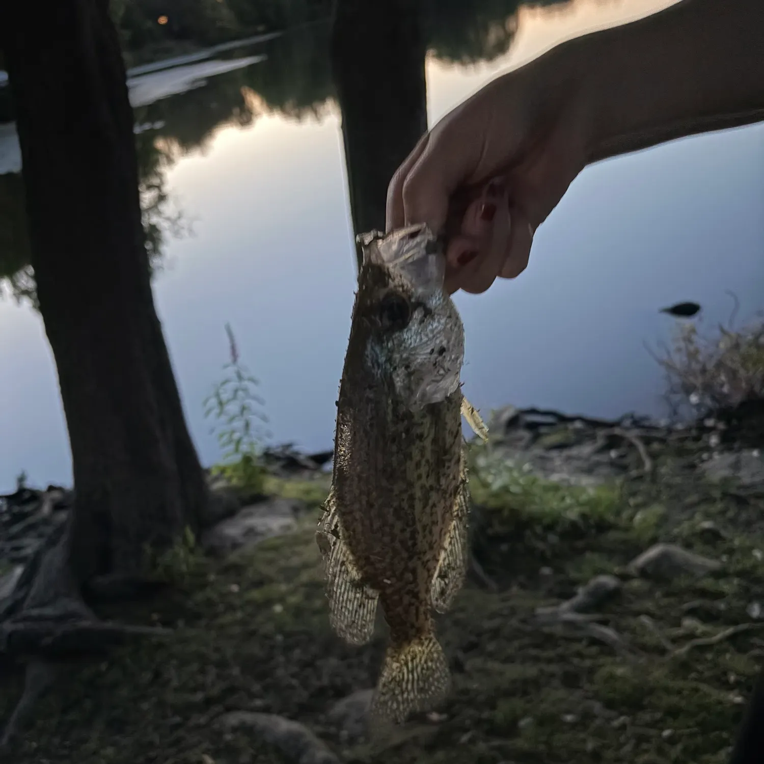 Black crappie caught on Fishbrain