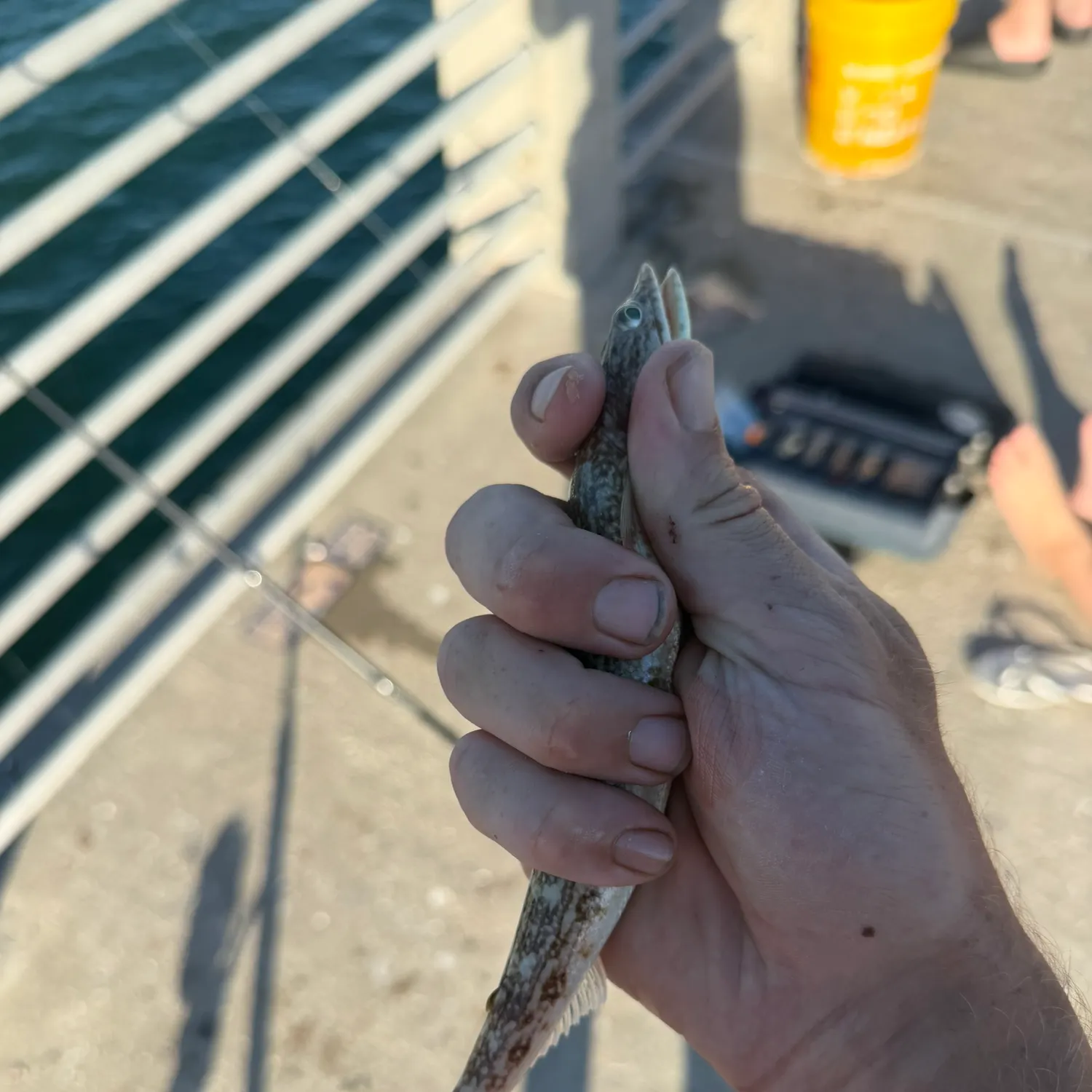 Inshore lizardfish caught on Fishbrain