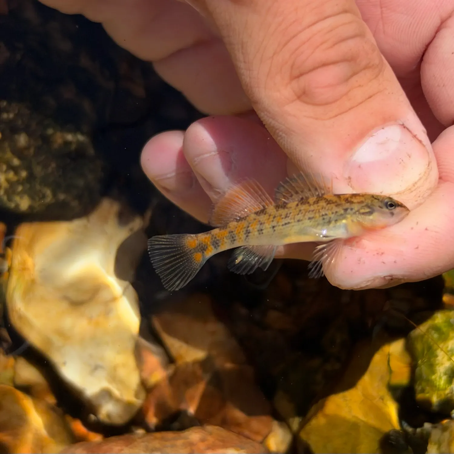 Plateau darter caught on Fishbrain