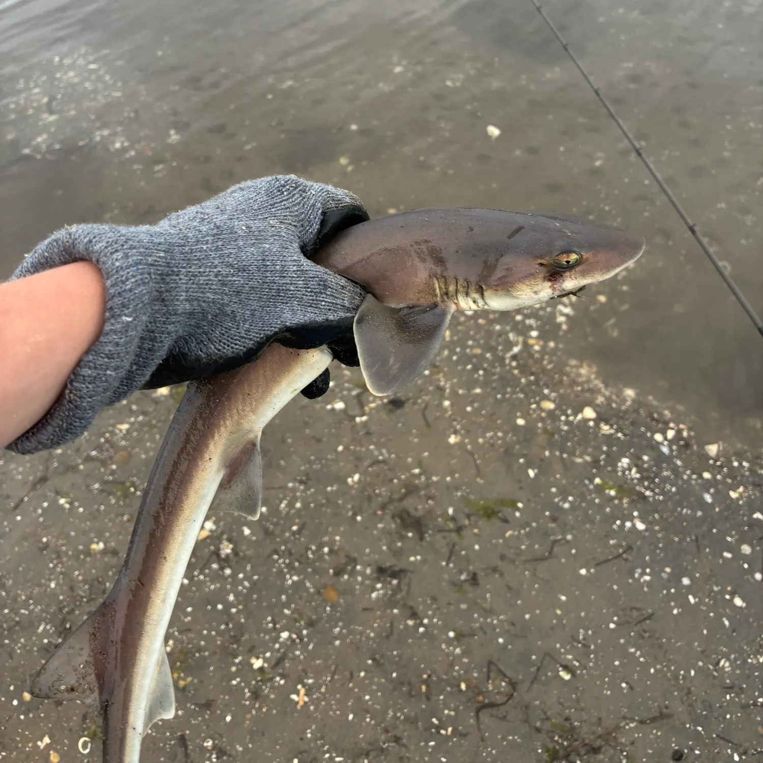 The most recent Grey smooth-hound catches on Fishbrain