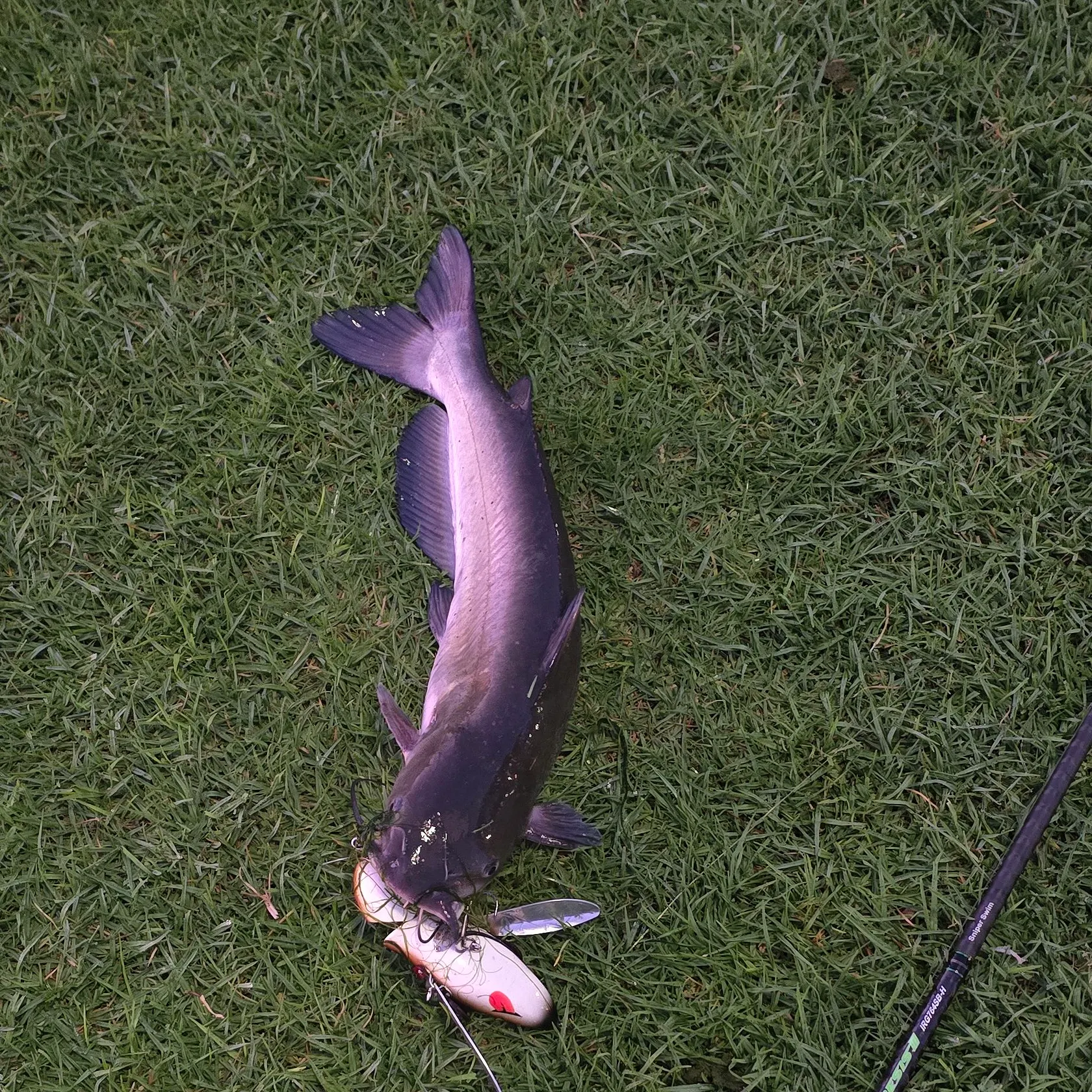 White bullhead caught on Fishbrain