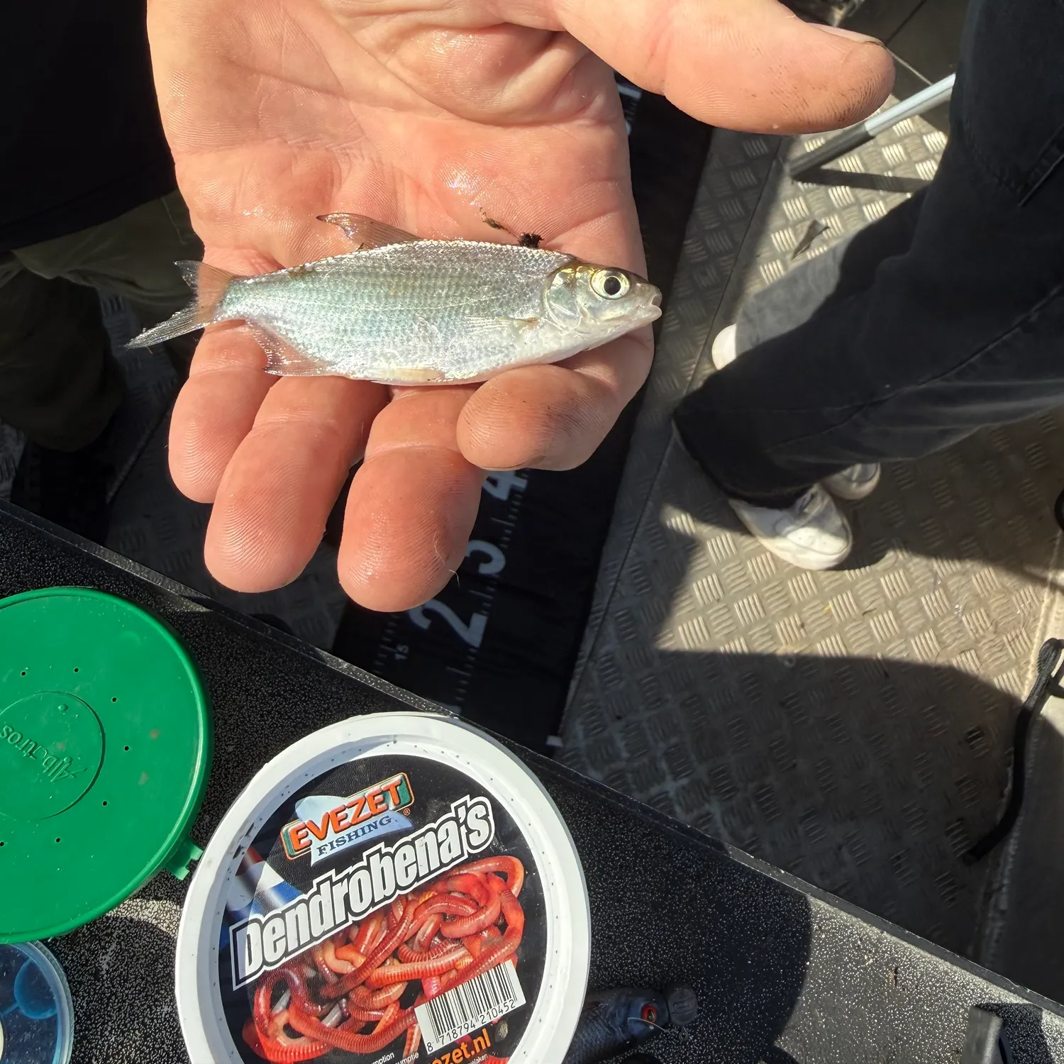 White bream caught on Fishbrain