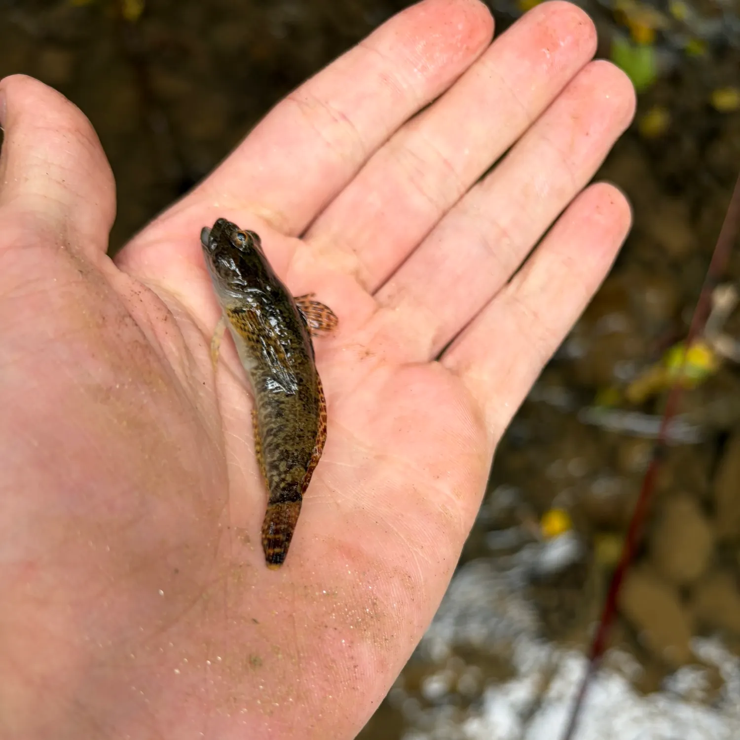 The most recent Blueridge sculpin catches on Fishbrain