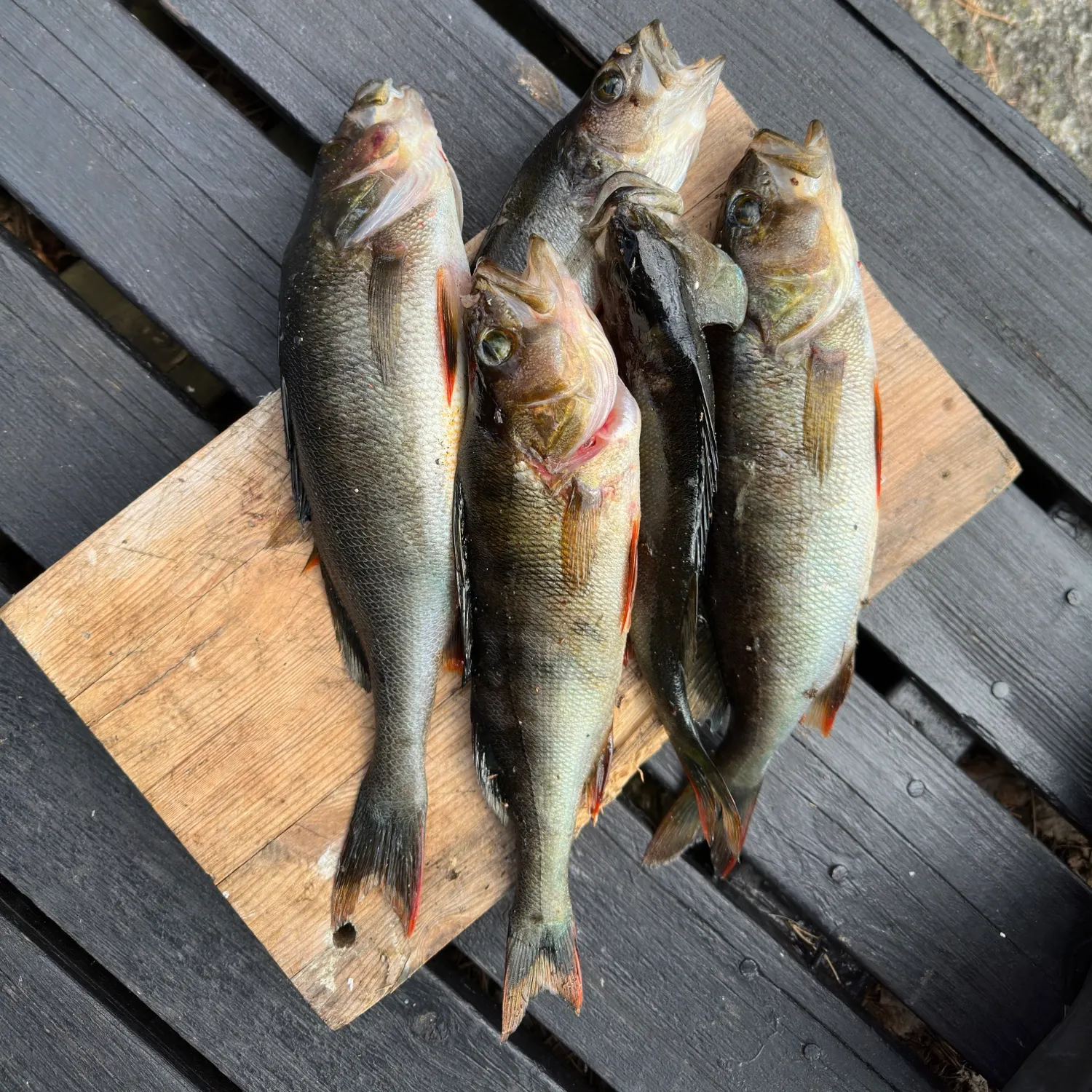 European perch caught on Fishbrain