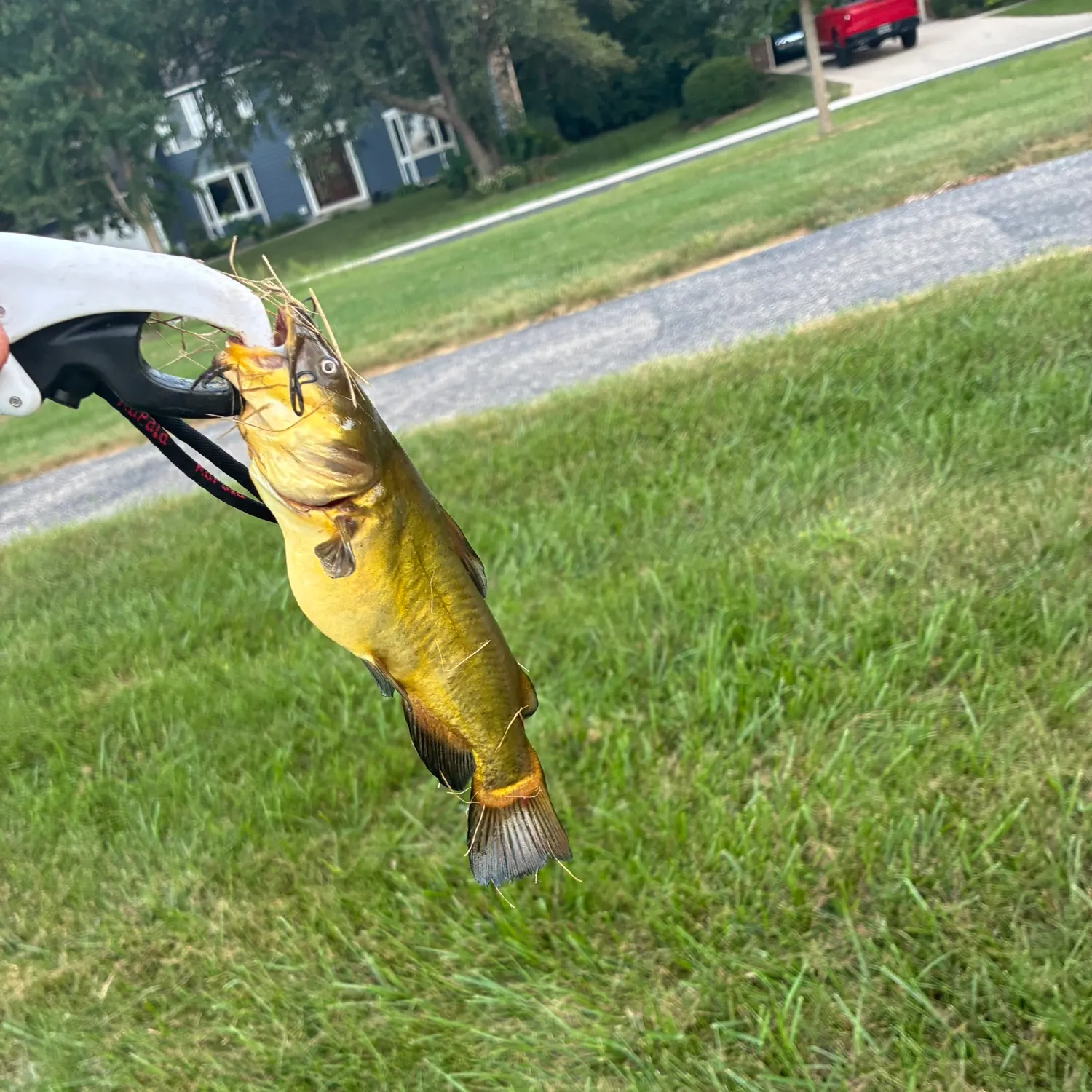 Yellow bullhead caught on Fishbrain