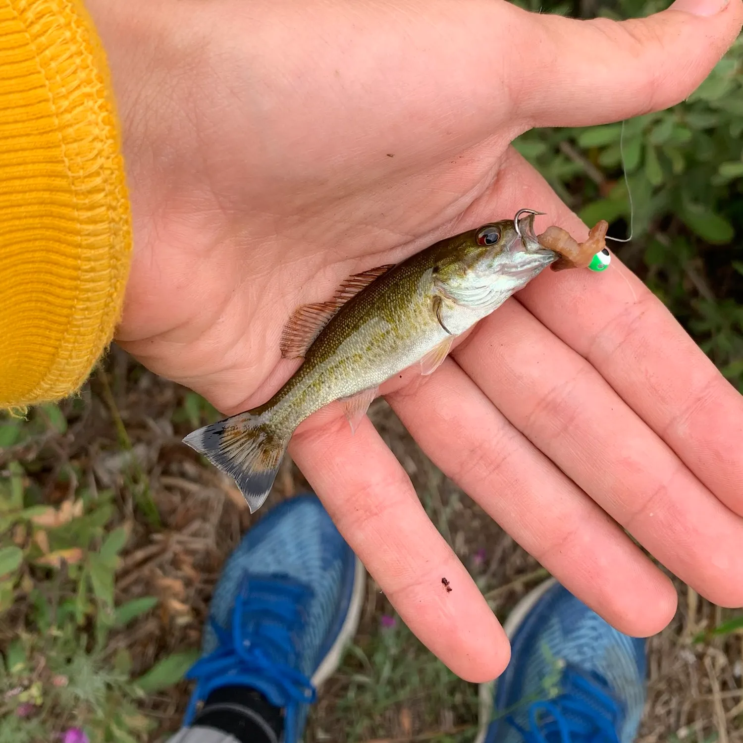 Smallmouth bass caught on Fishbrain