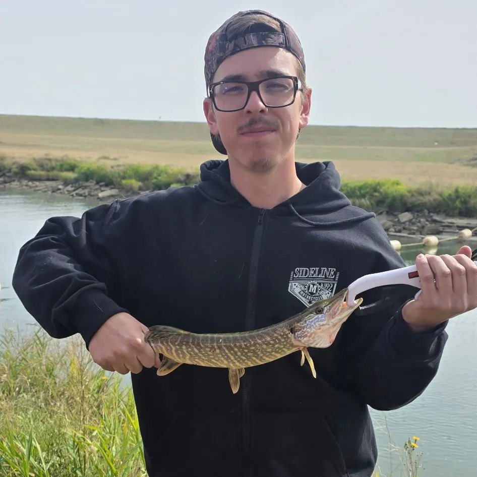 Northern pike caught on Fishbrain
