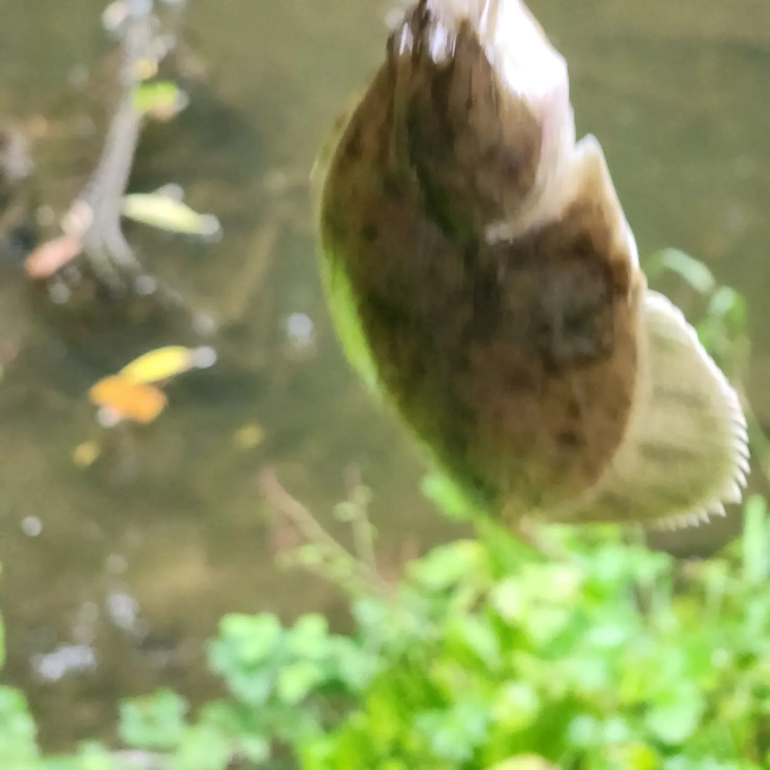 The most recent European plaice catches on Fishbrain