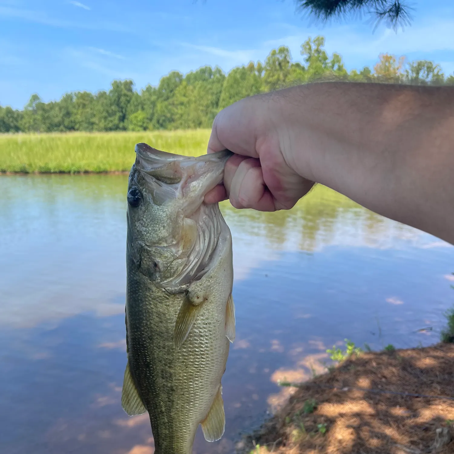 Largemouth bass caught on Fishbrain