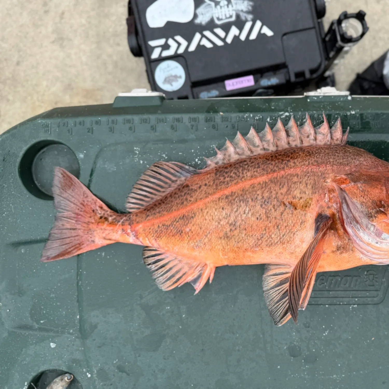 The most recent Rougheye rockfish catches on Fishbrain