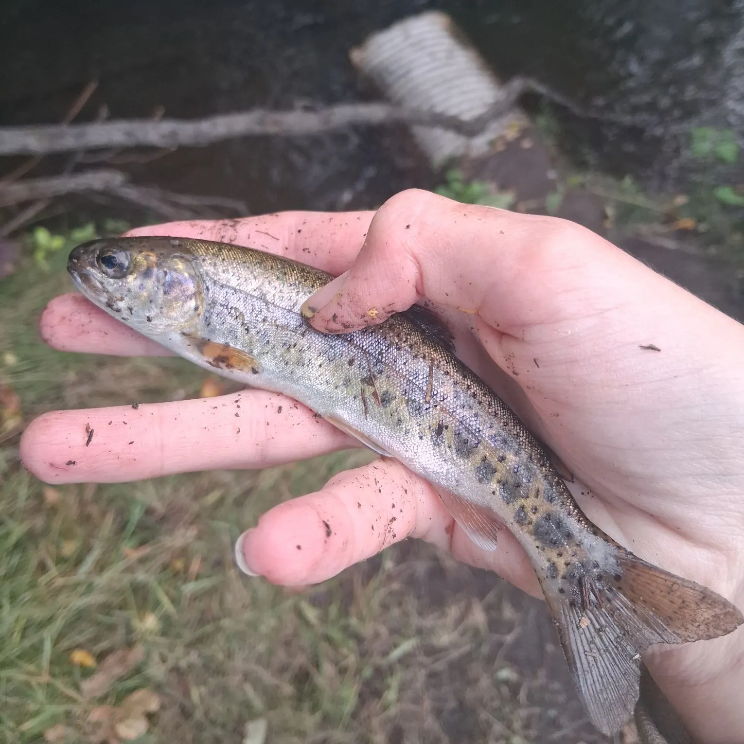 Rainbow trout caught on Fishbrain