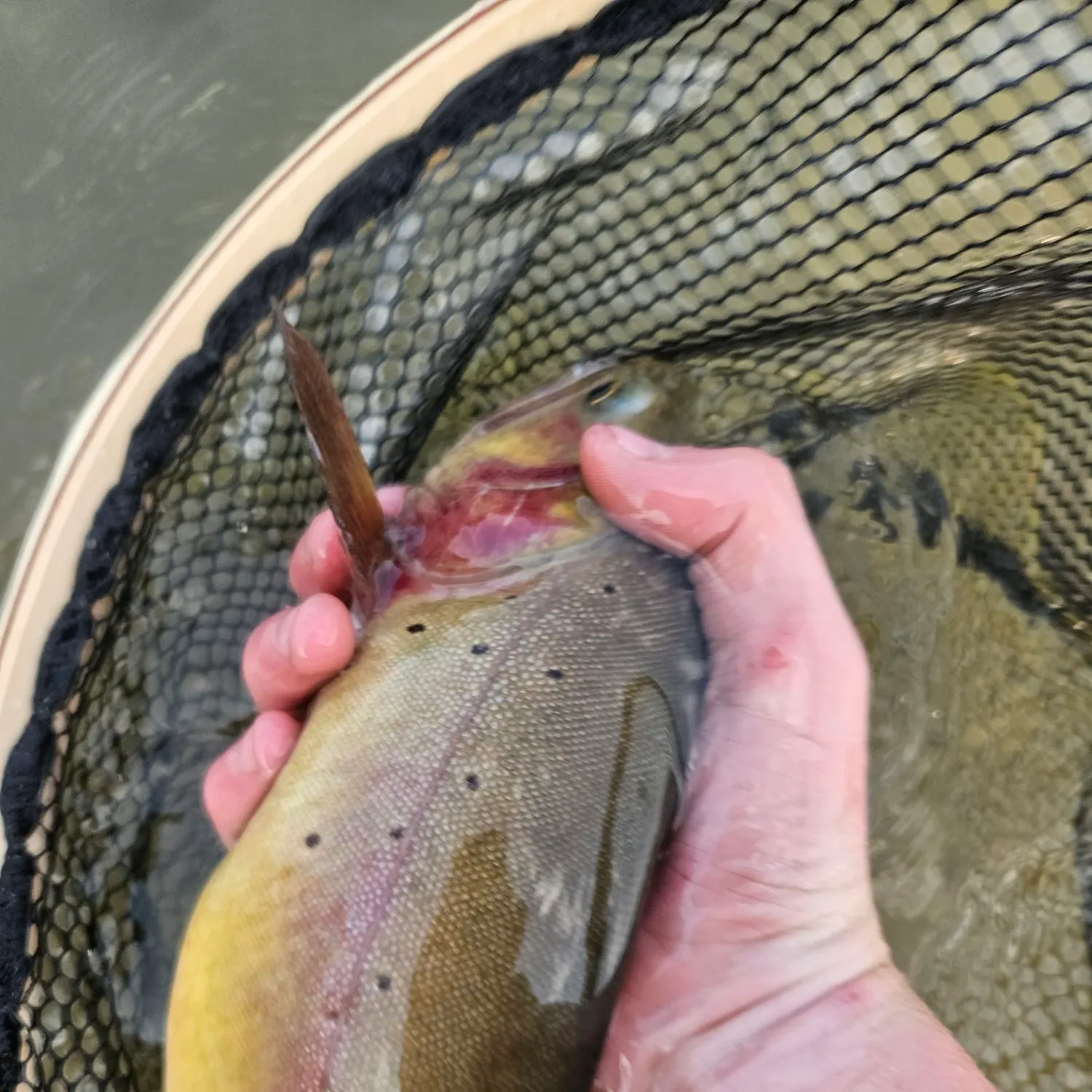 Cutthroat trout caught on Fishbrain