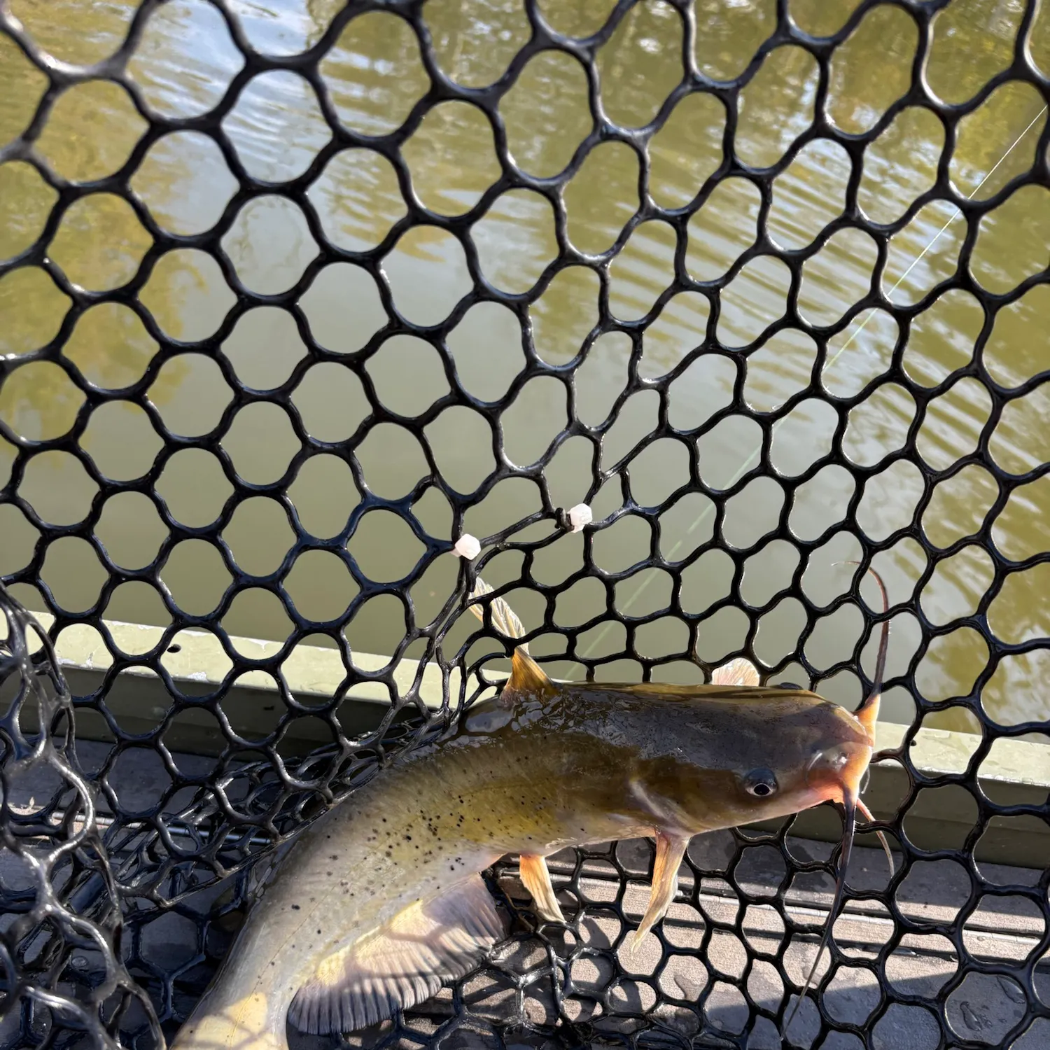 Channel catfish caught on Fishbrain