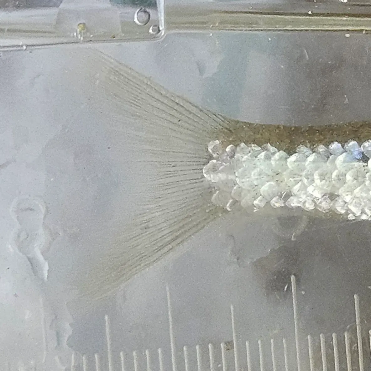 The most recent Eastern silvery minnow catches on Fishbrain