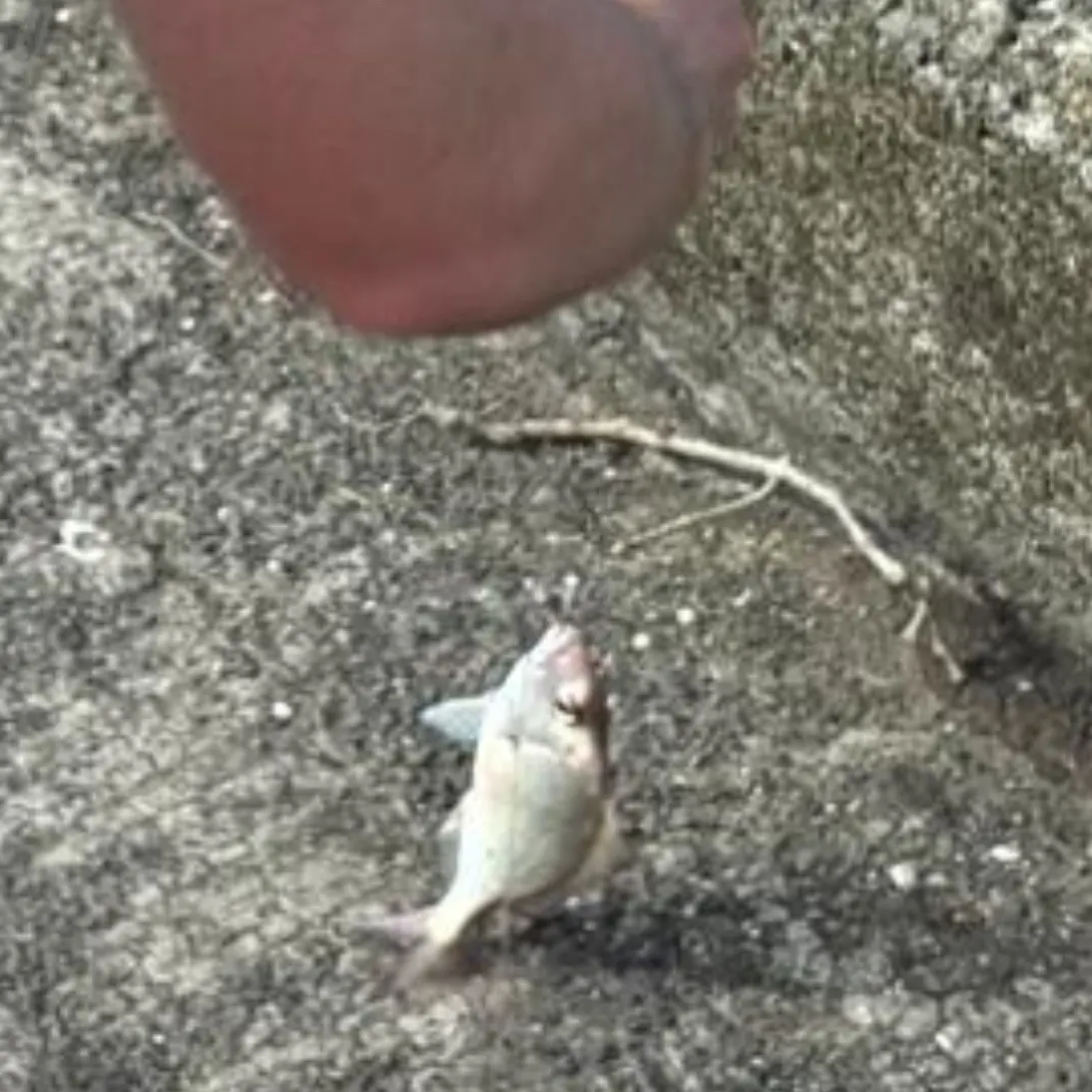 The most recent Australasian snapper catches on Fishbrain