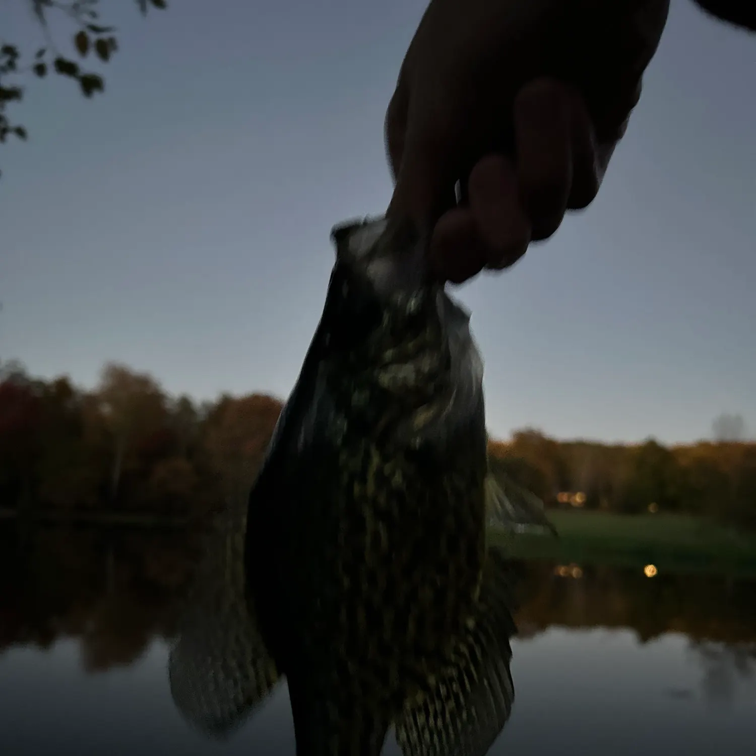 Black crappie caught on Fishbrain