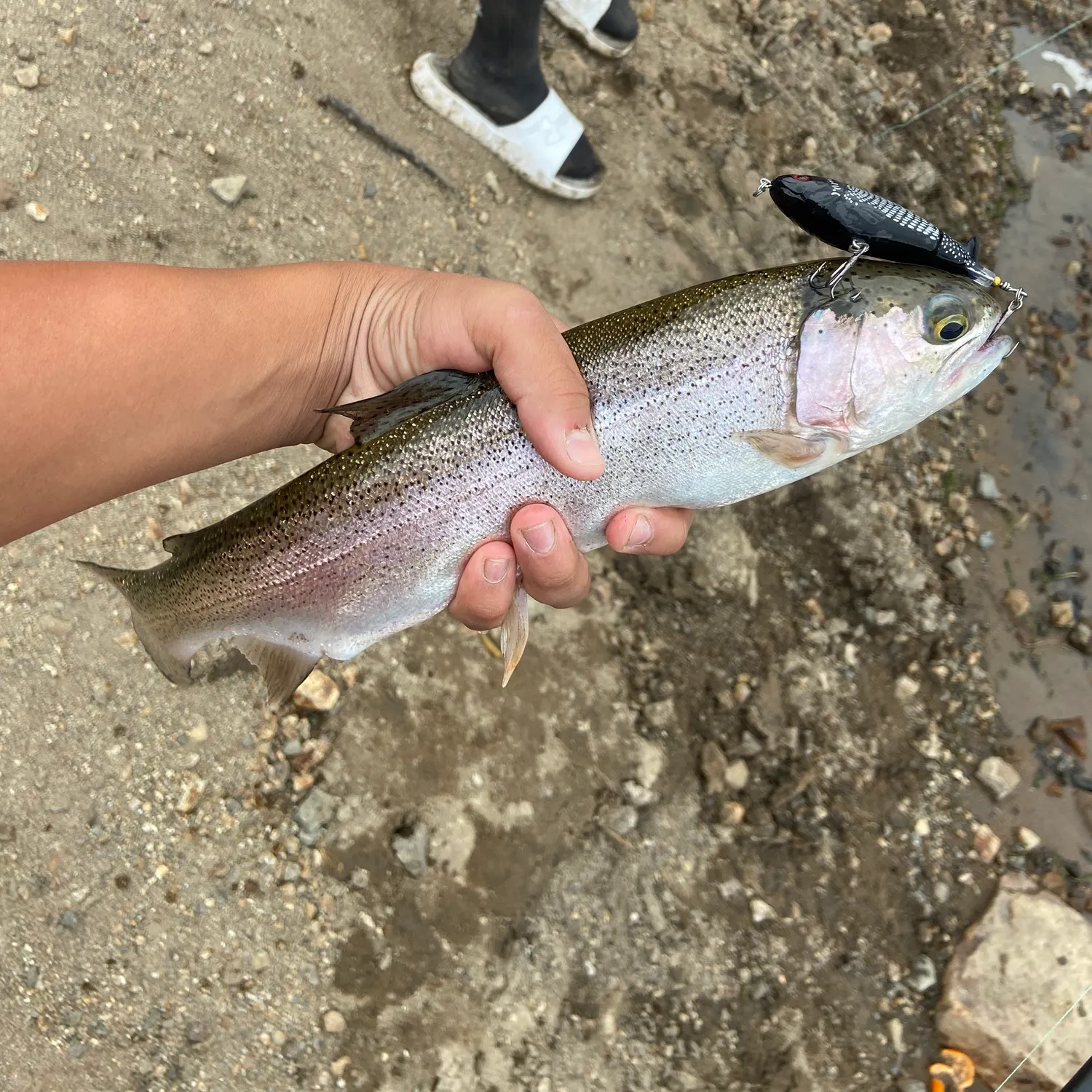 Rainbow trout caught on Fishbrain