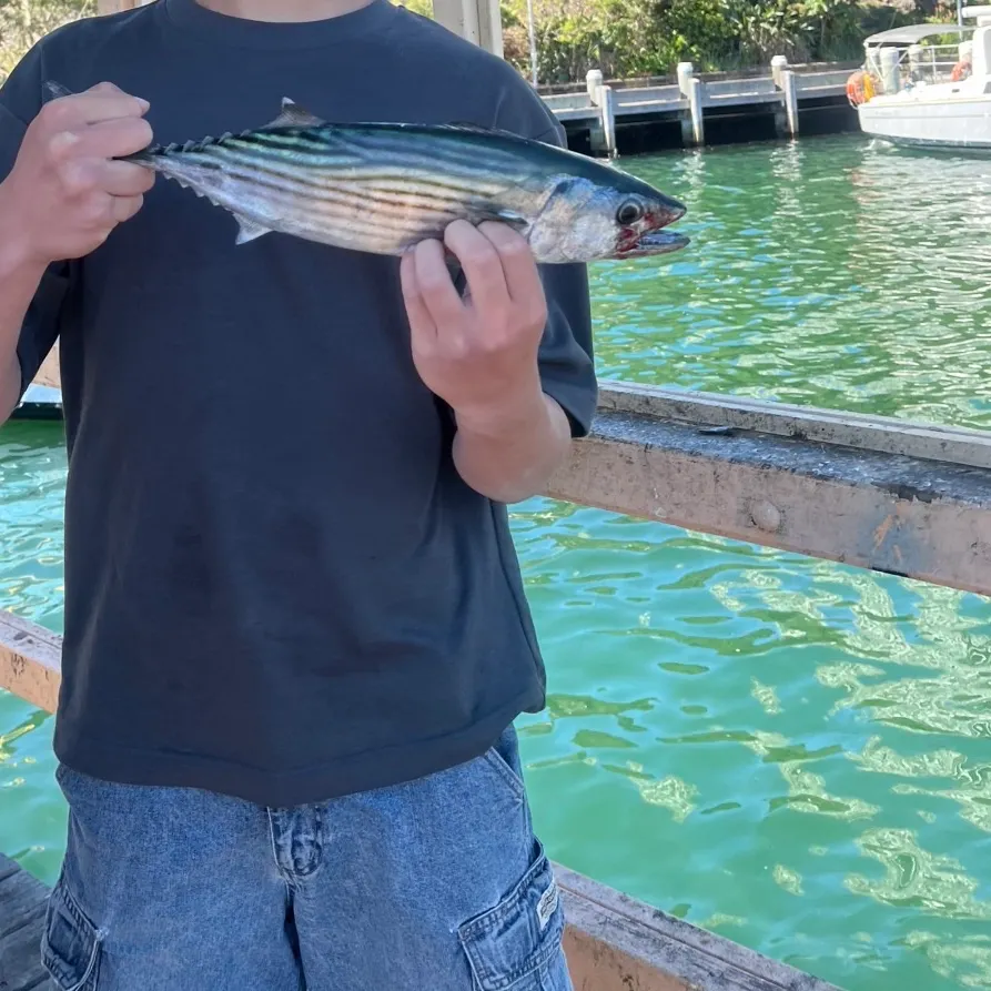 Australian bonito caught on Fishbrain