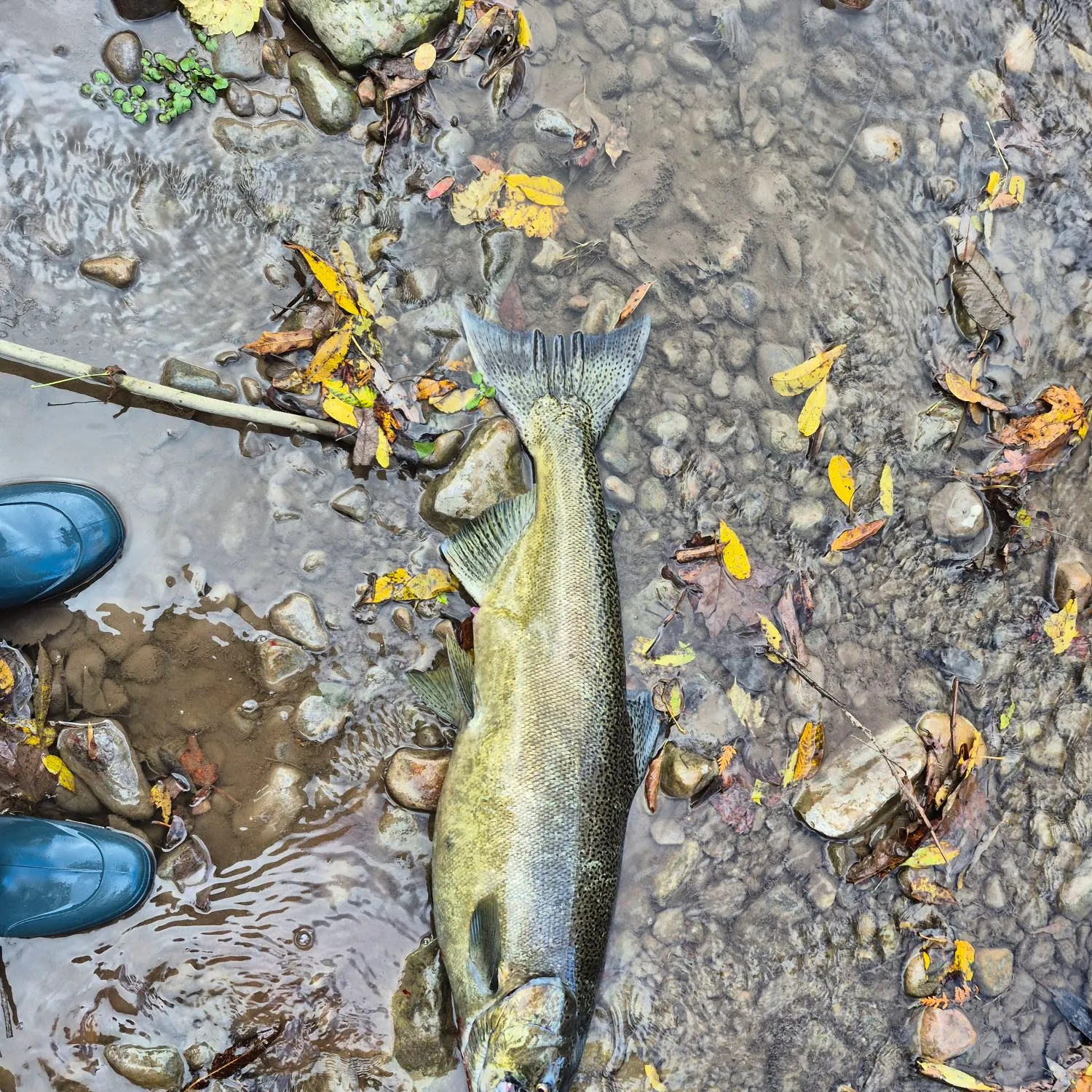 Chinook salmon caught on Fishbrain