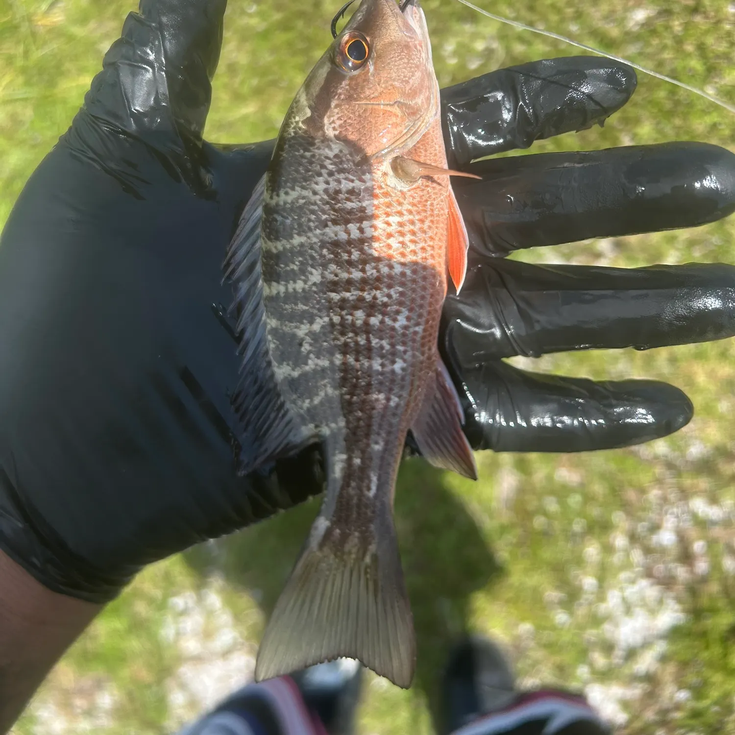 Mangrove snapper caught on Fishbrain