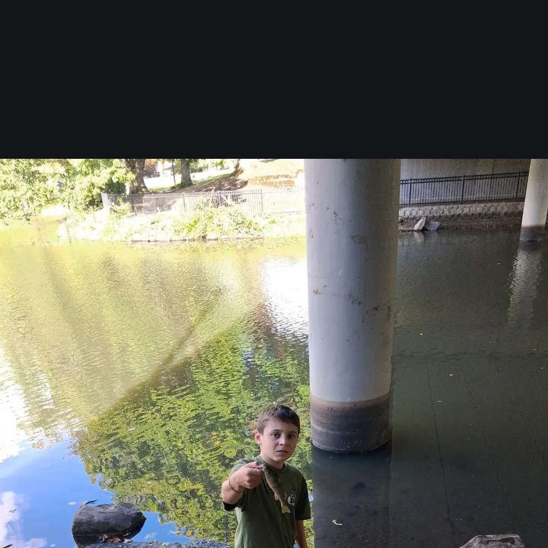 Yellow perch caught on Fishbrain
