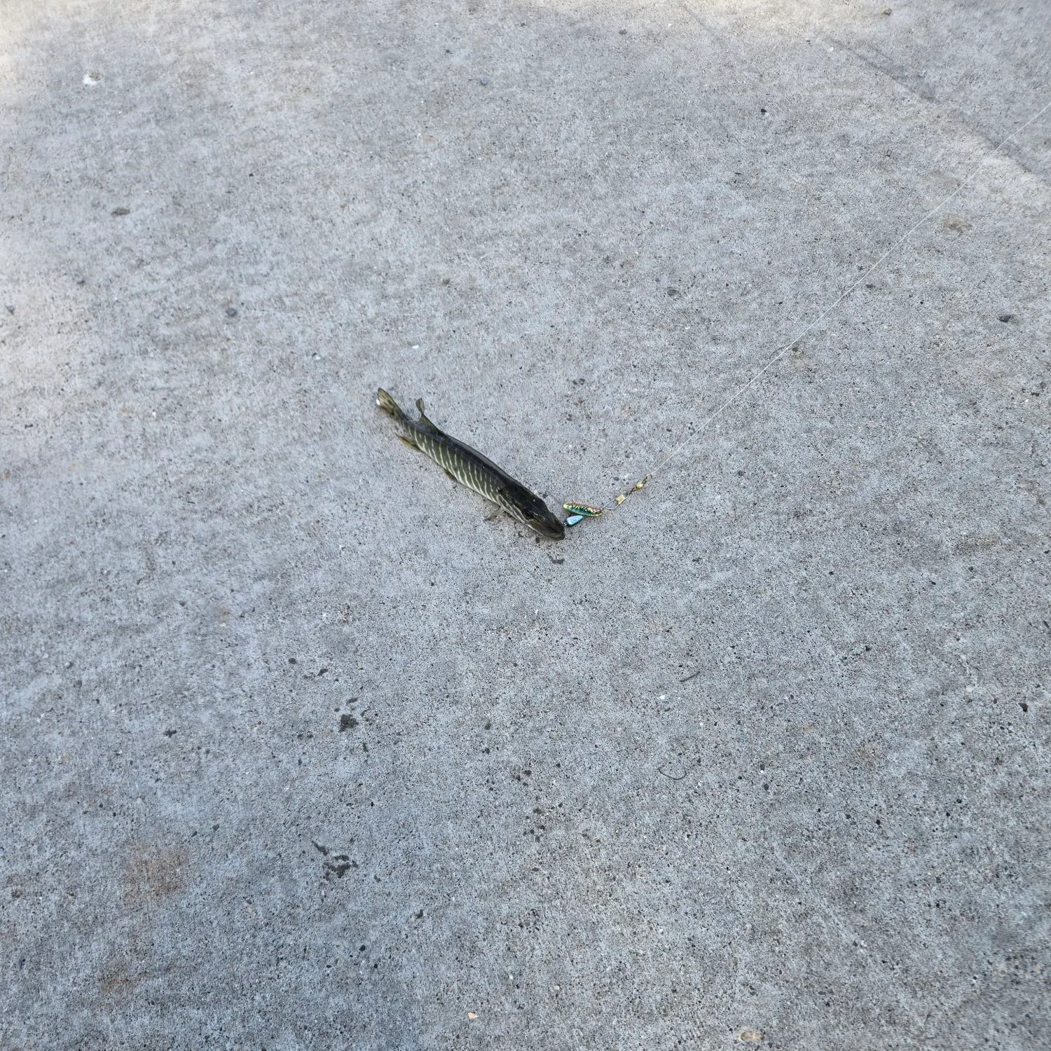 Northern pike caught on Fishbrain
