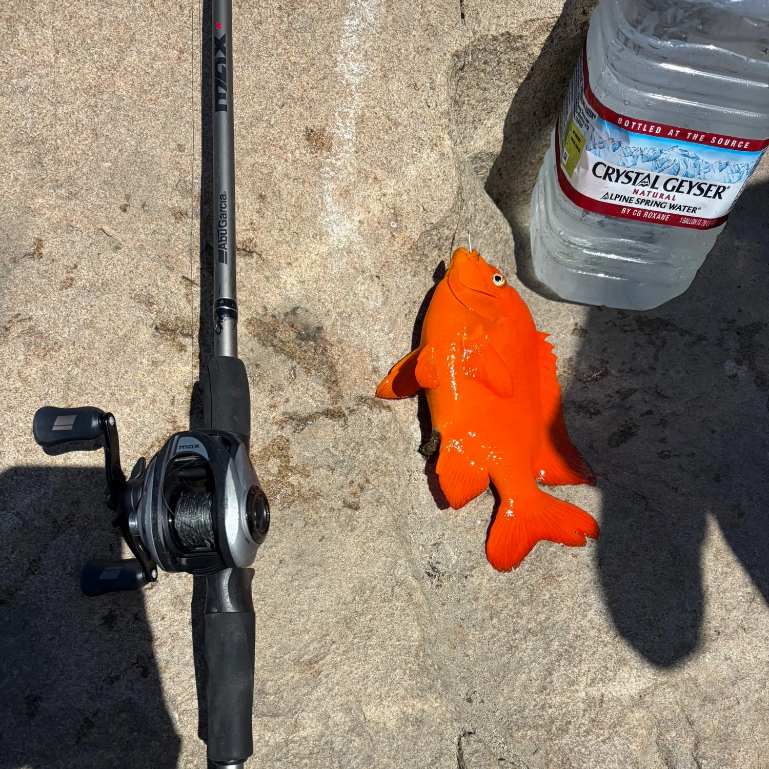 The most recent Garibaldi damselfish catches on Fishbrain