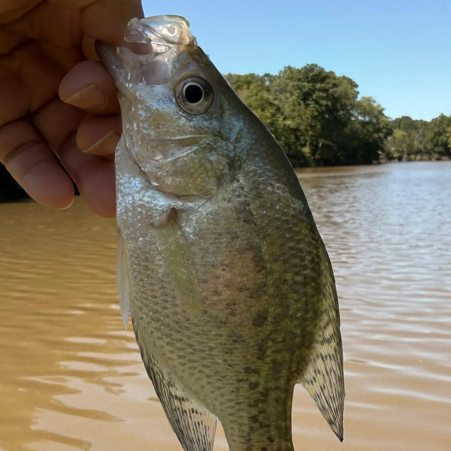 White crappie caught on Fishbrain