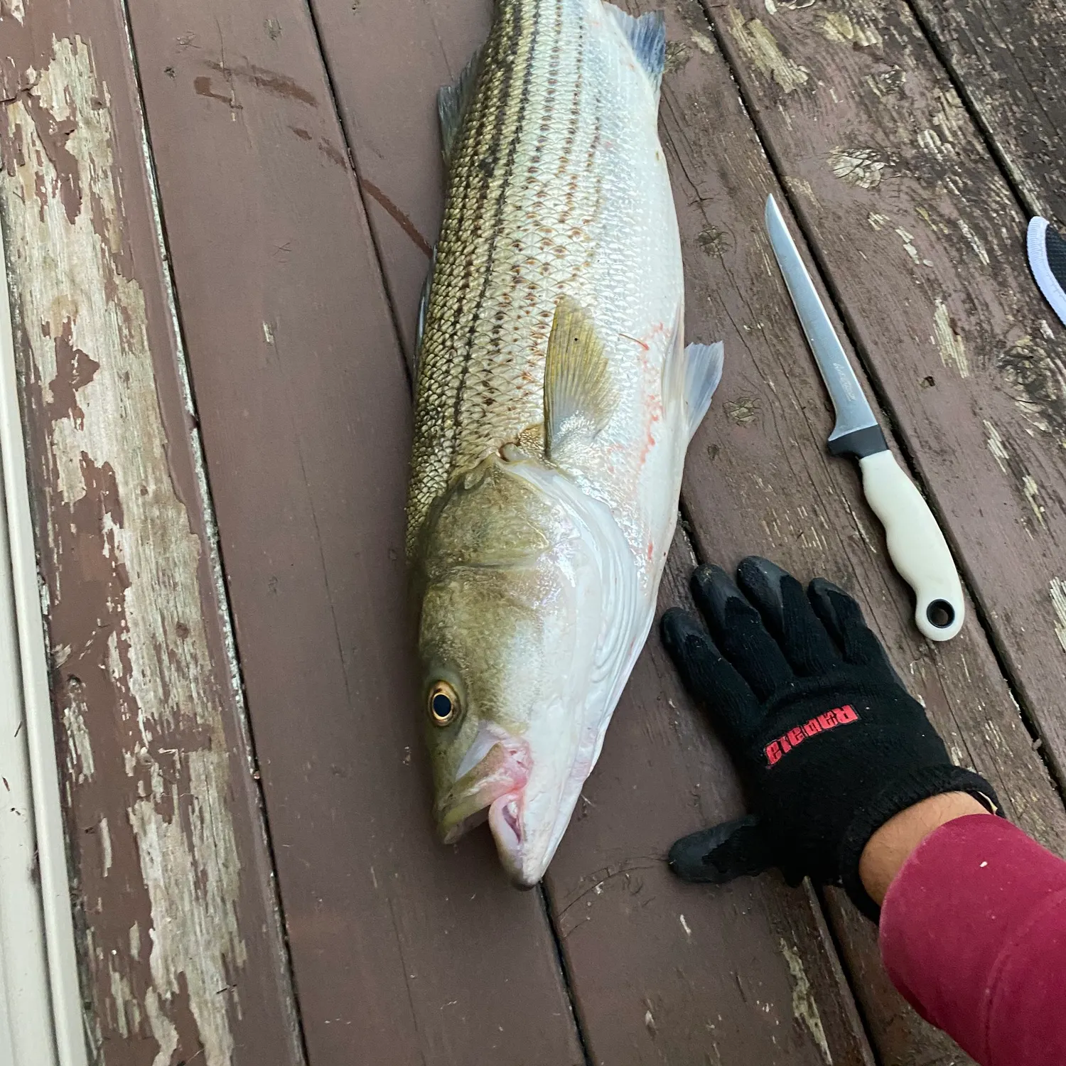 Striped bass caught on Fishbrain