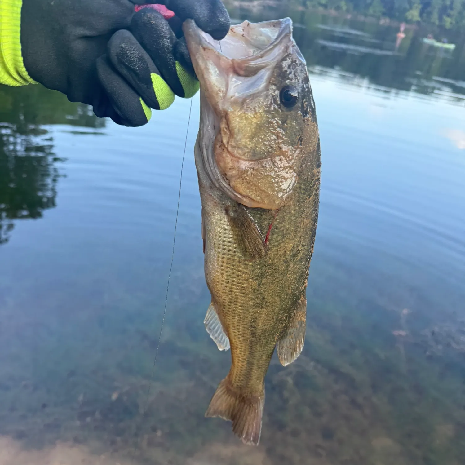 Largemouth bass caught on Fishbrain