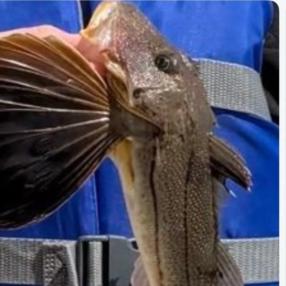 Striped searobin caught on Fishbrain