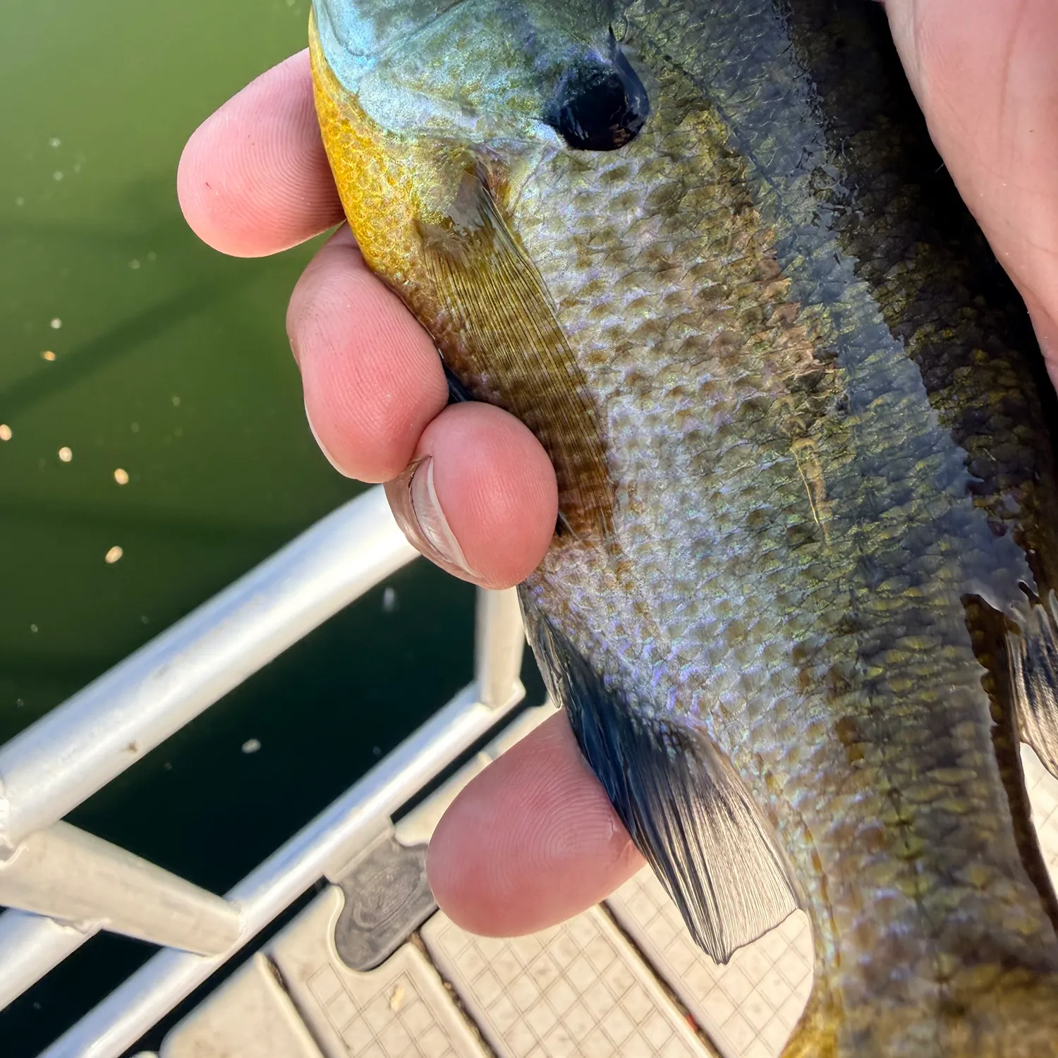 Bluegill caught on Fishbrain
