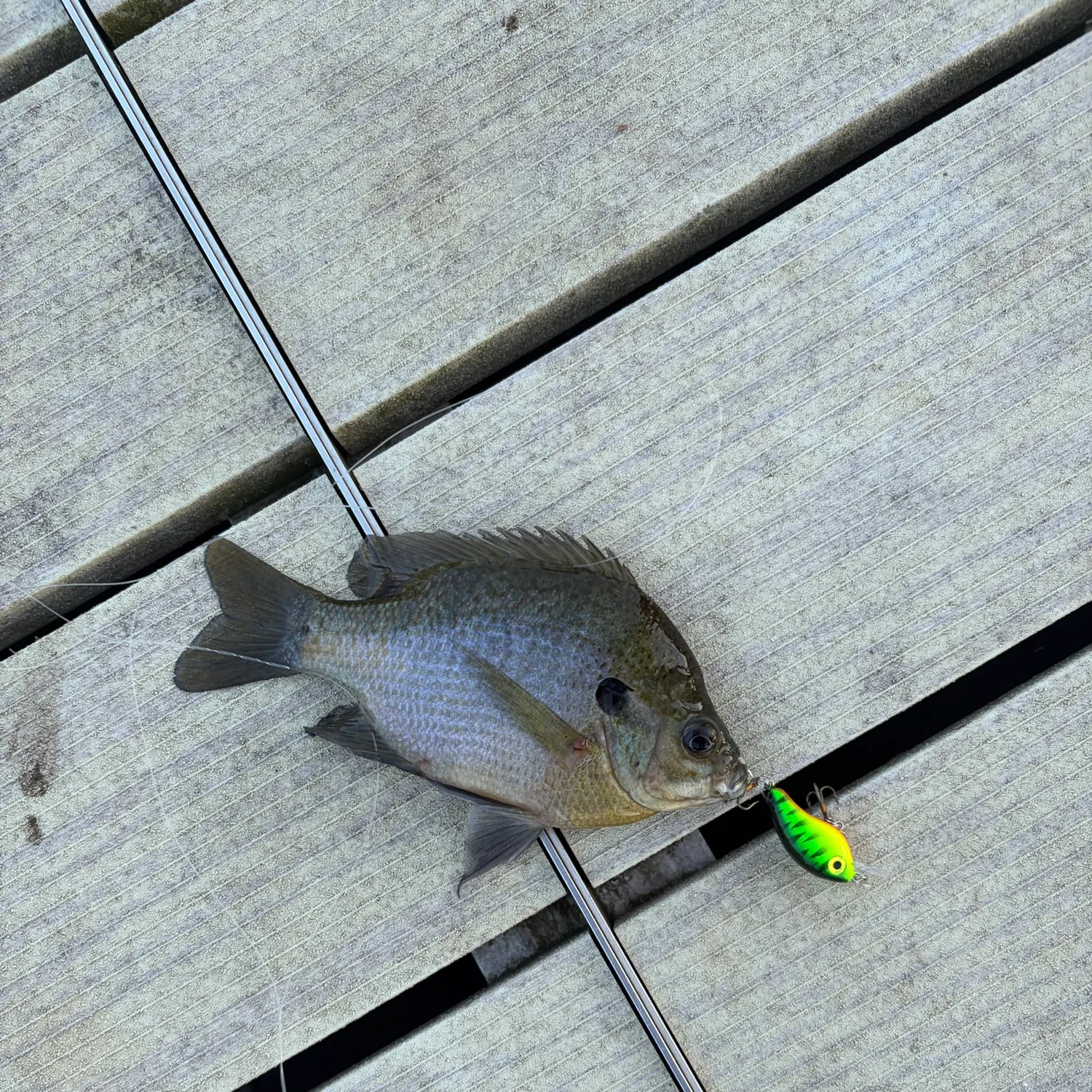 Bluegill caught on Fishbrain