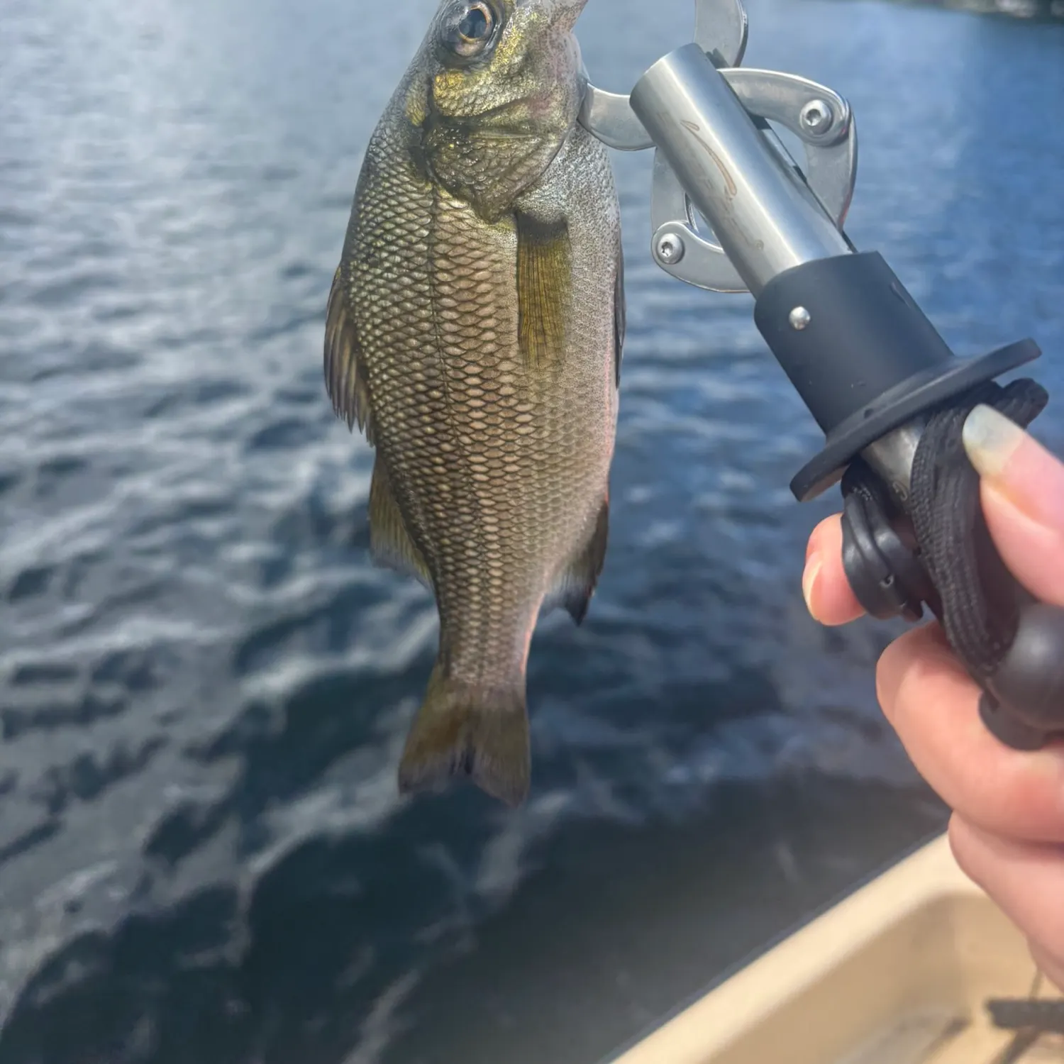 White perch caught on Fishbrain