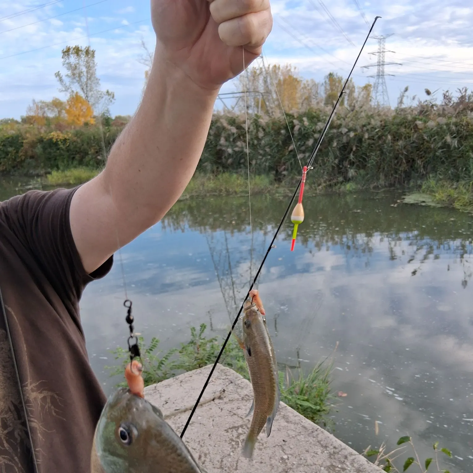 Bluegill caught on Fishbrain