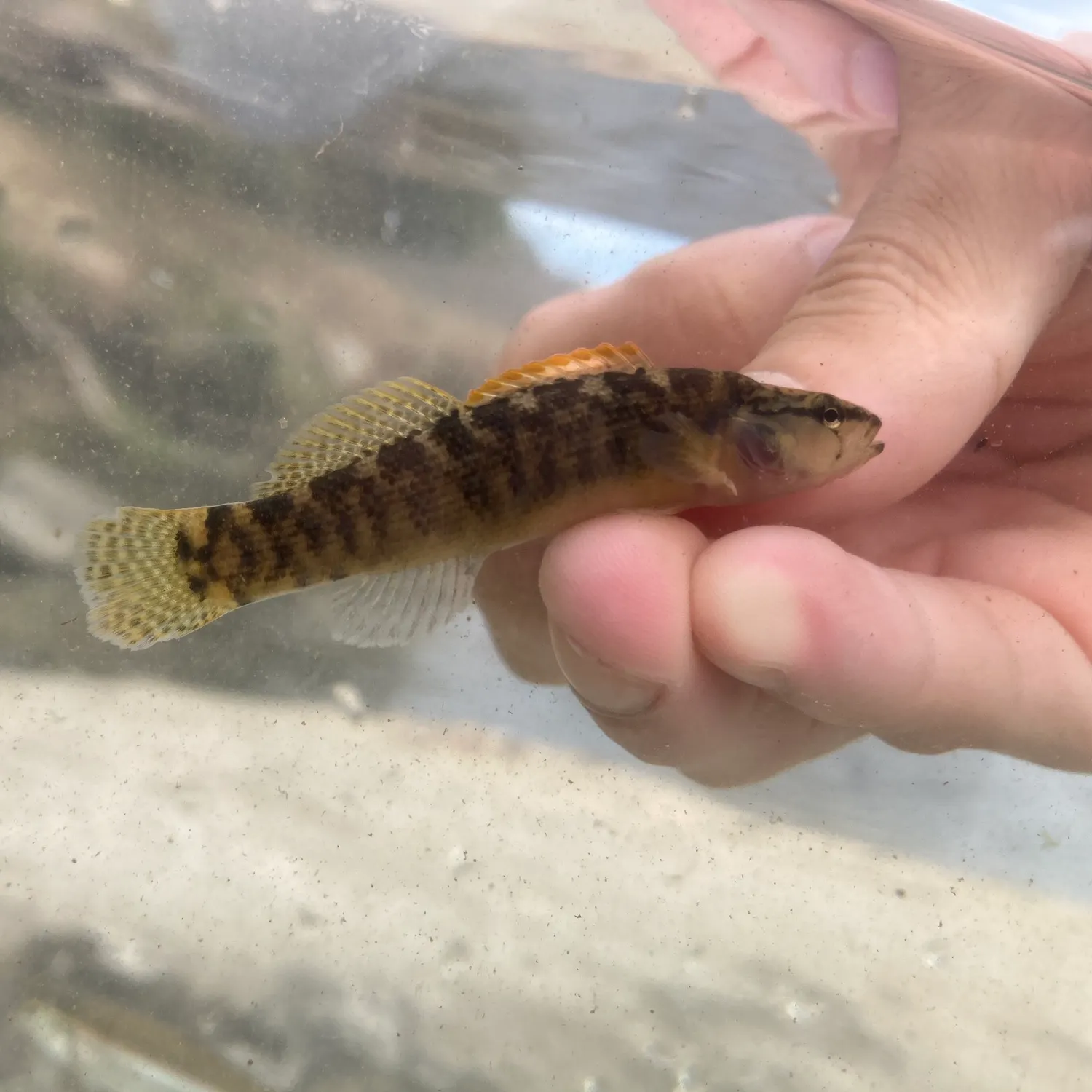 The most recent Fantail darter catches on Fishbrain