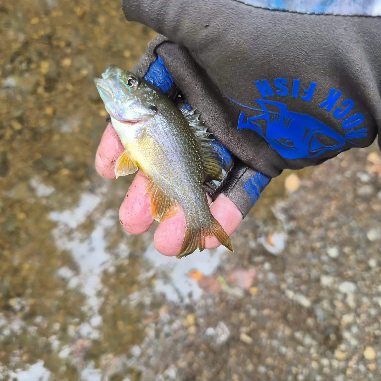 Green sunfish caught on Fishbrain
