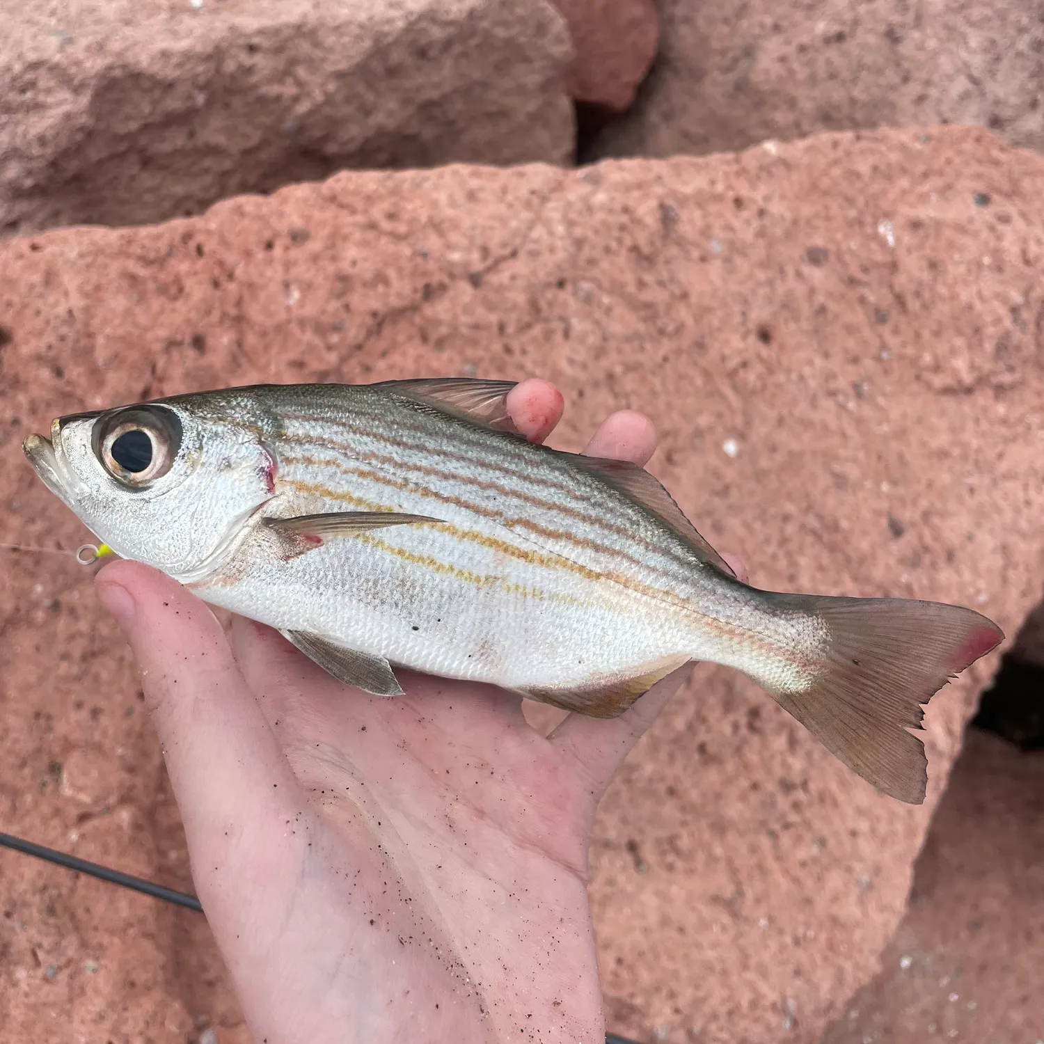 The most popular recent Salema porgy catch on Fishbrain