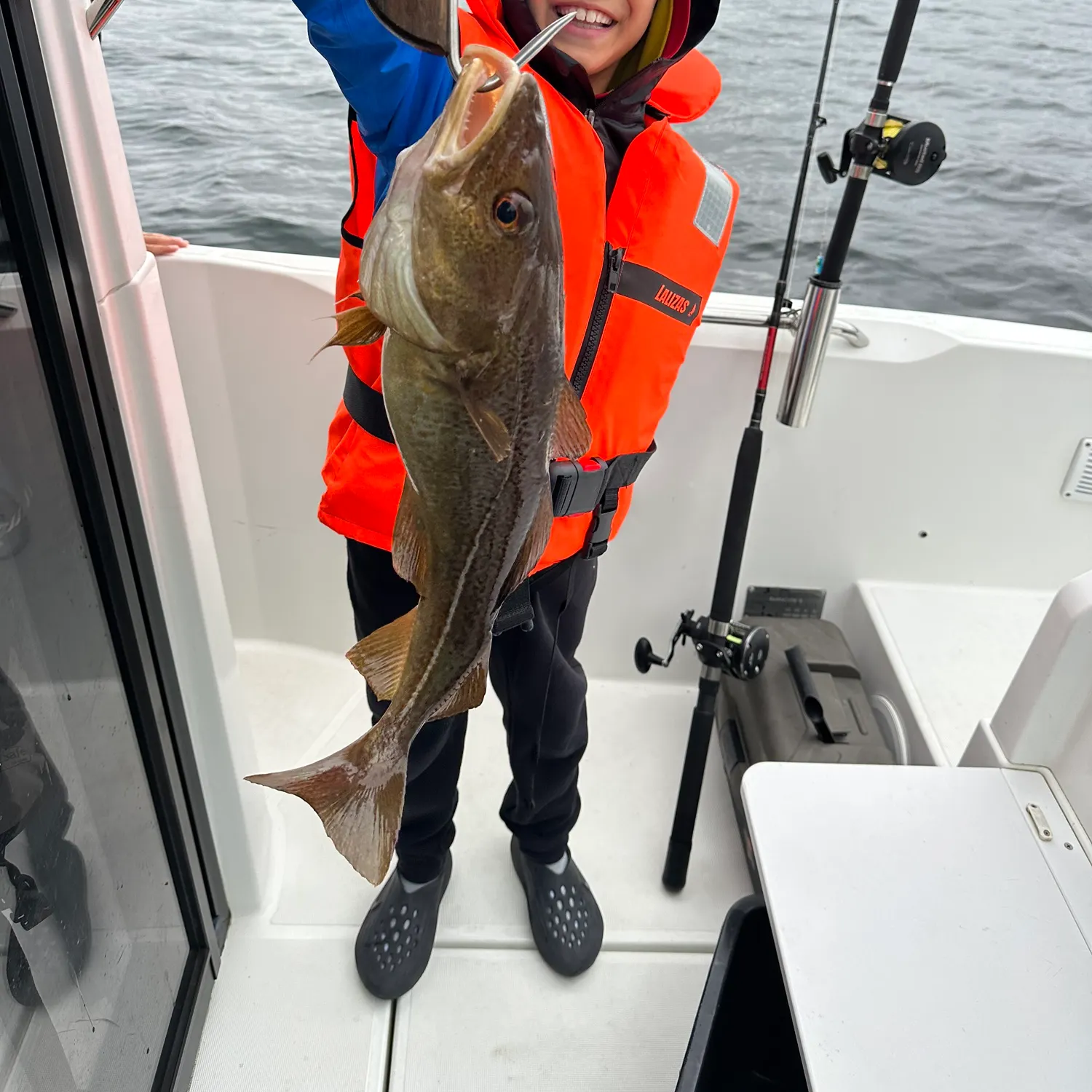 Atlantic cod caught on Fishbrain