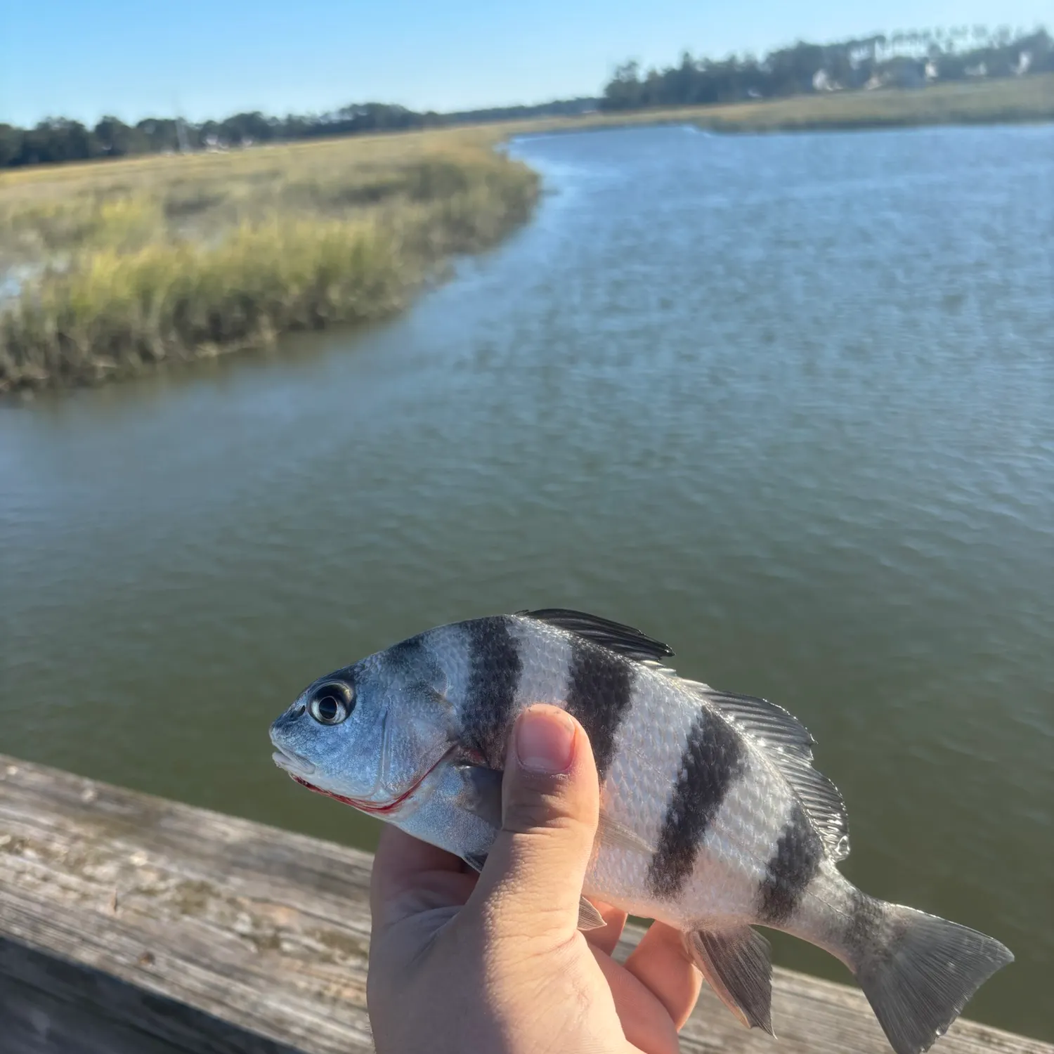 Black drum caught on Fishbrain