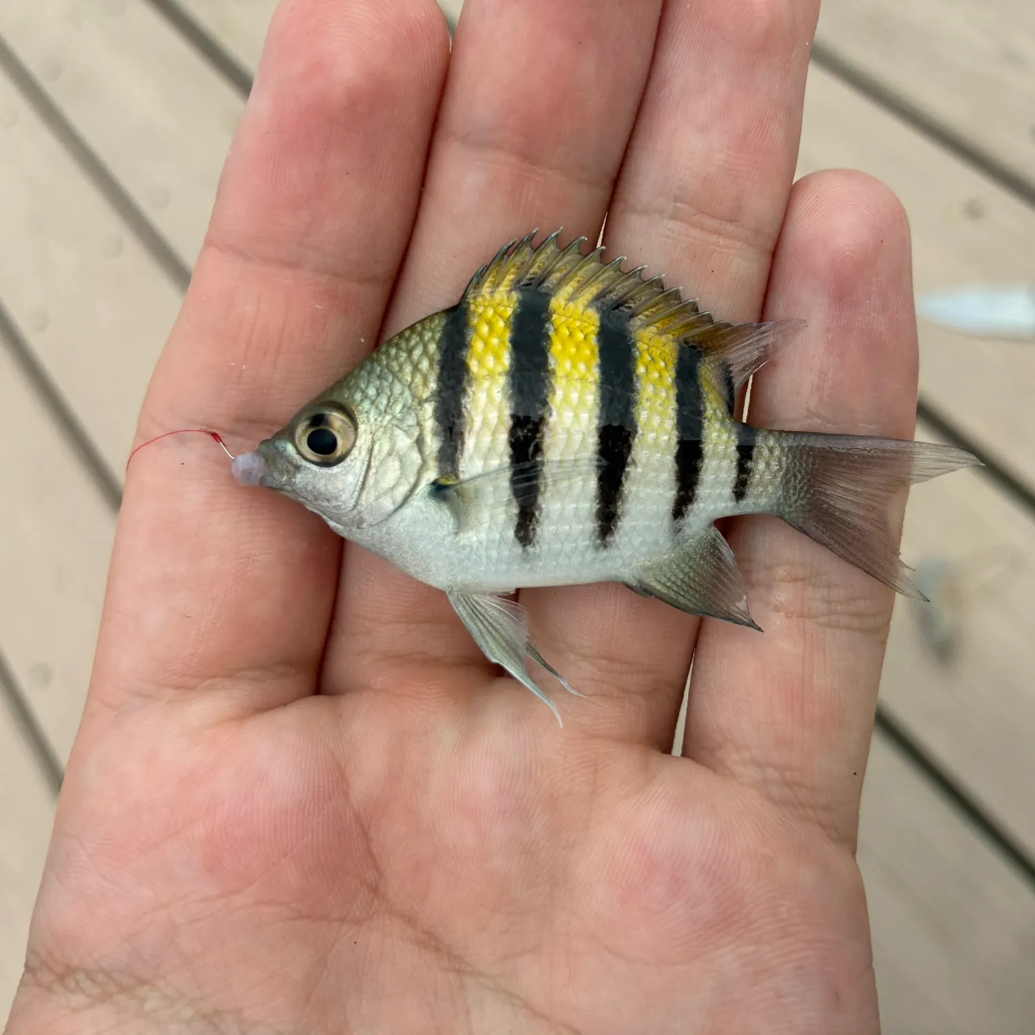 The most recent Sergeant-major catches on Fishbrain
