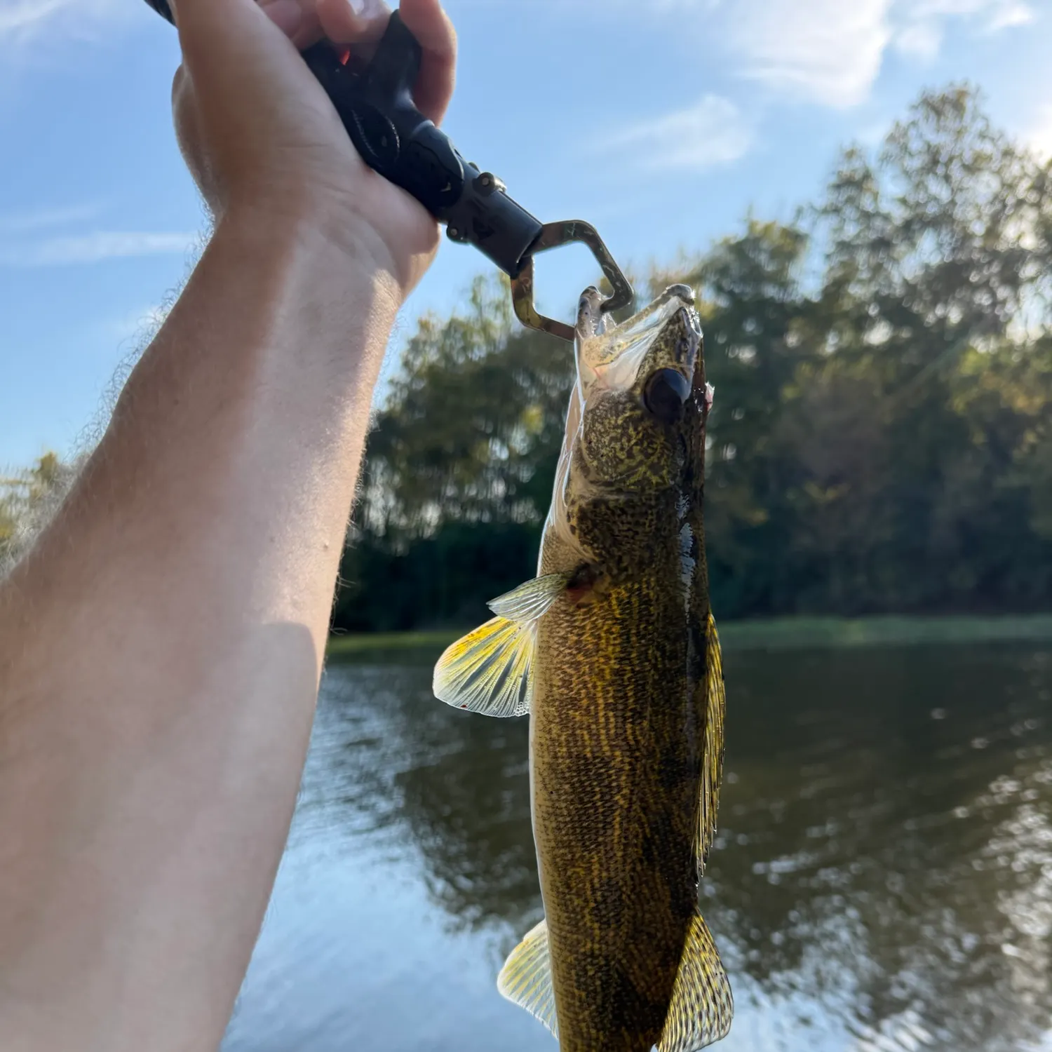 Saugeye caught on Fishbrain