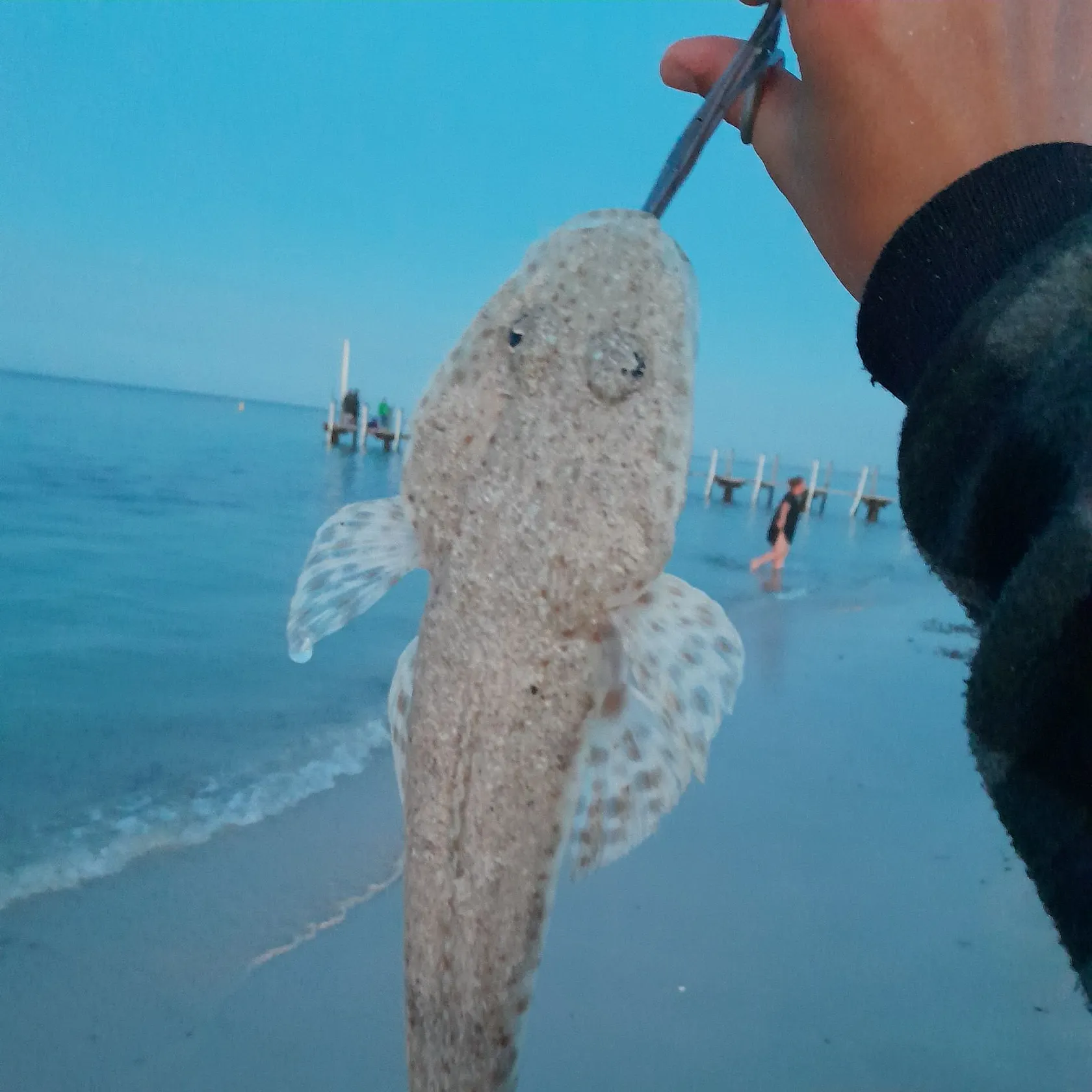 The most recent Blue-spotted flathead catches on Fishbrain