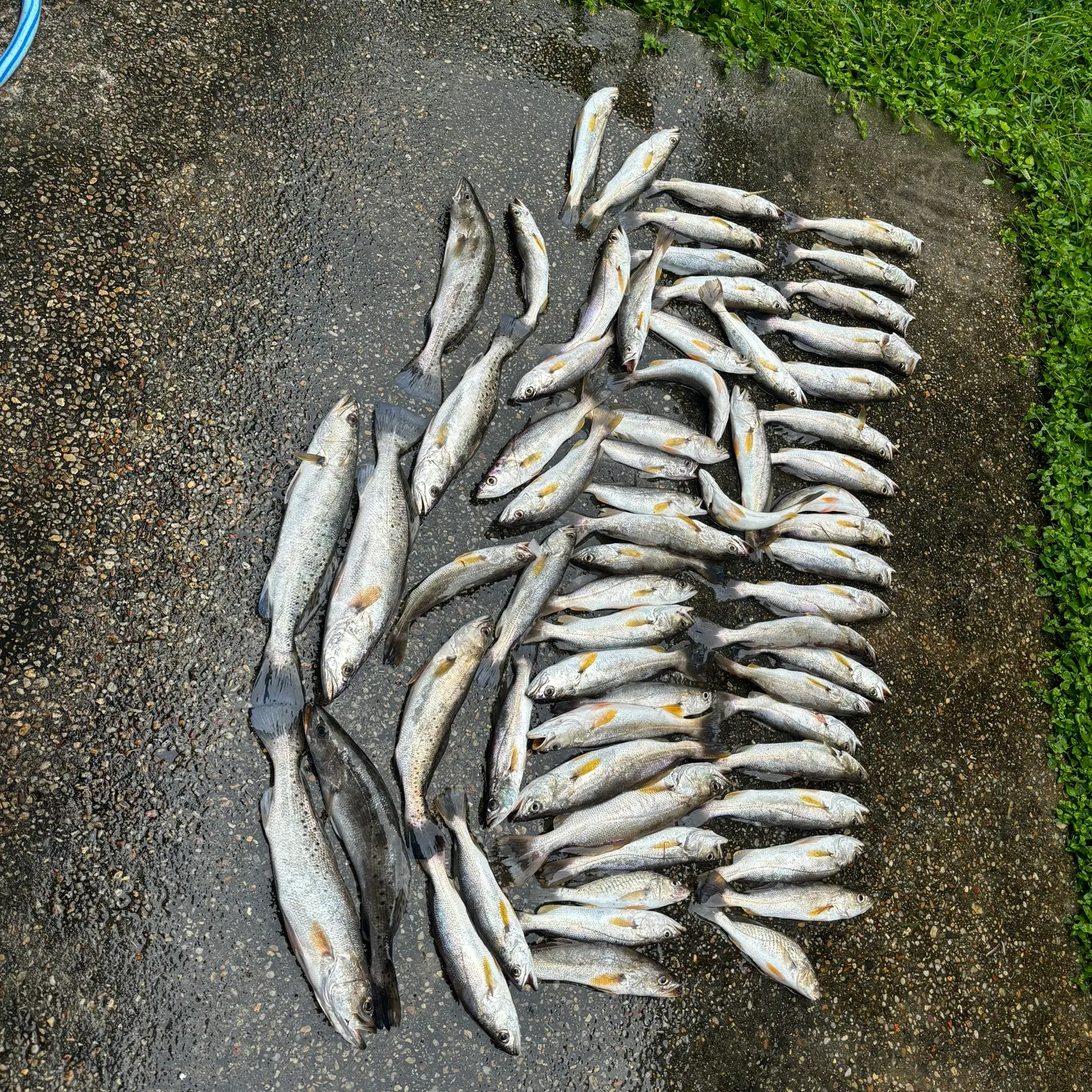 recently logged catches