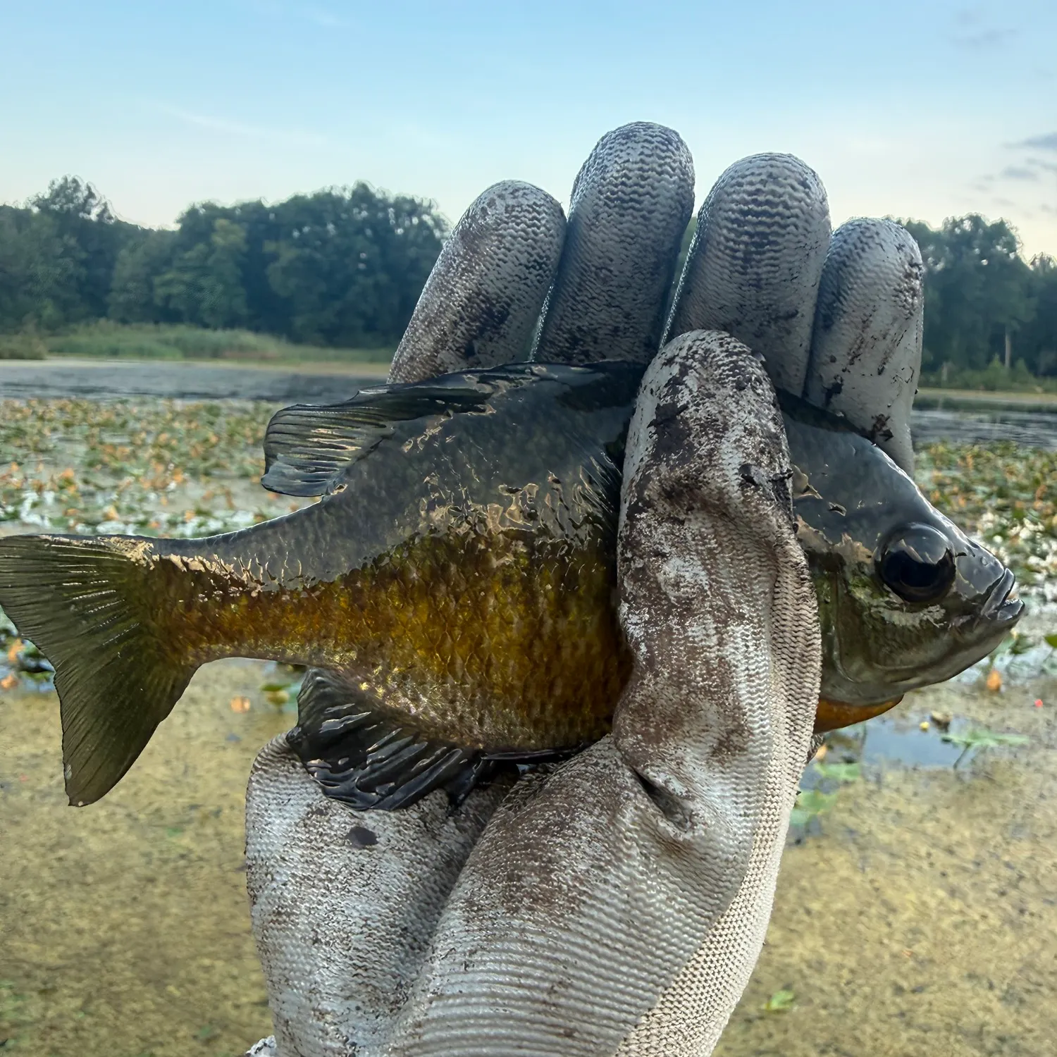 Bluegill caught on Fishbrain