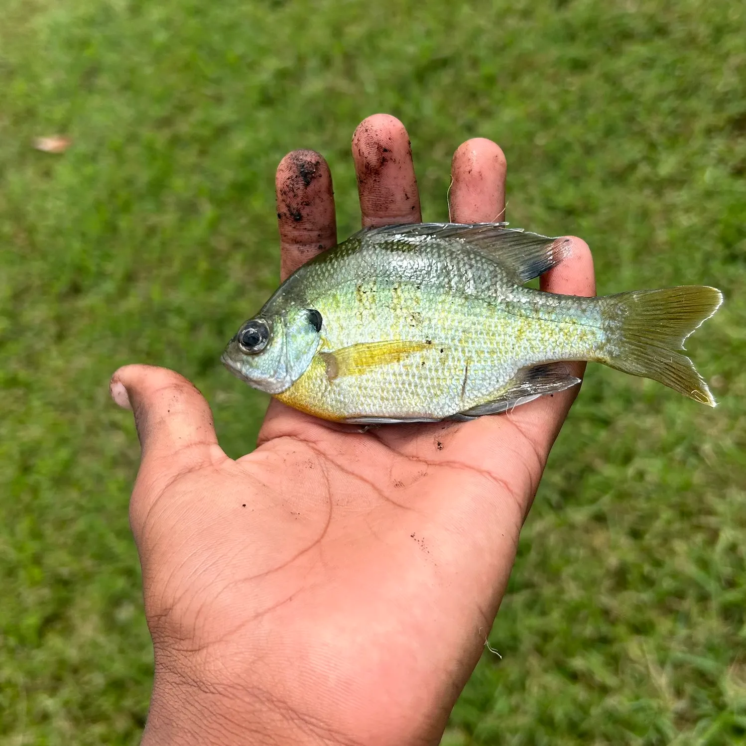 Bluegill caught on Fishbrain