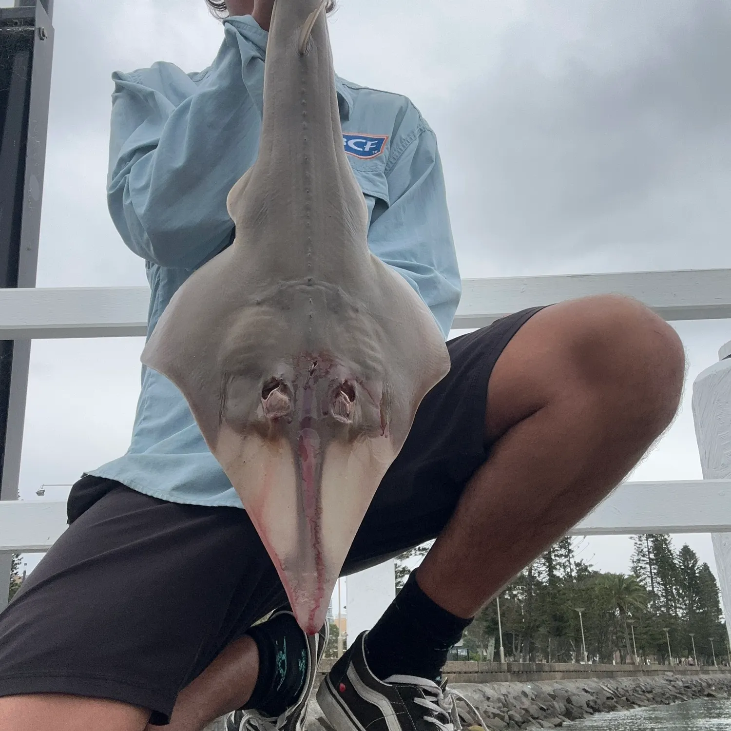 The most recent Pacific shovelnose guitarfish catches on Fishbrain