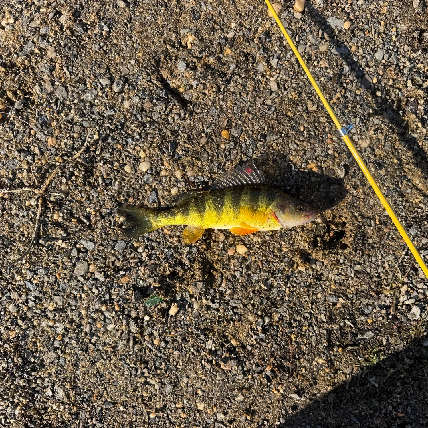 Yellow perch caught on Fishbrain