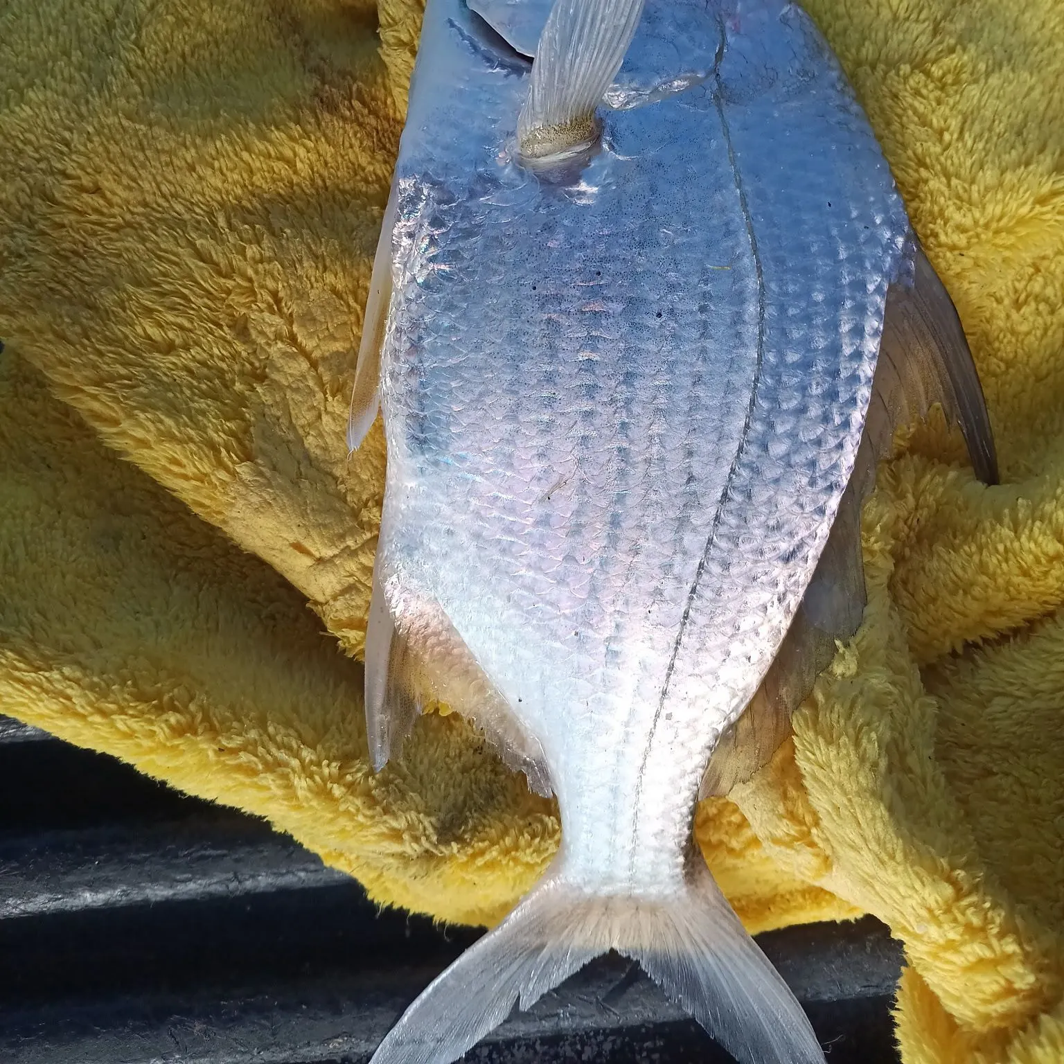 The most recent Tidewater mojarra catches on Fishbrain